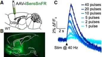 Lin Tian Lab Sensors — Neurotools