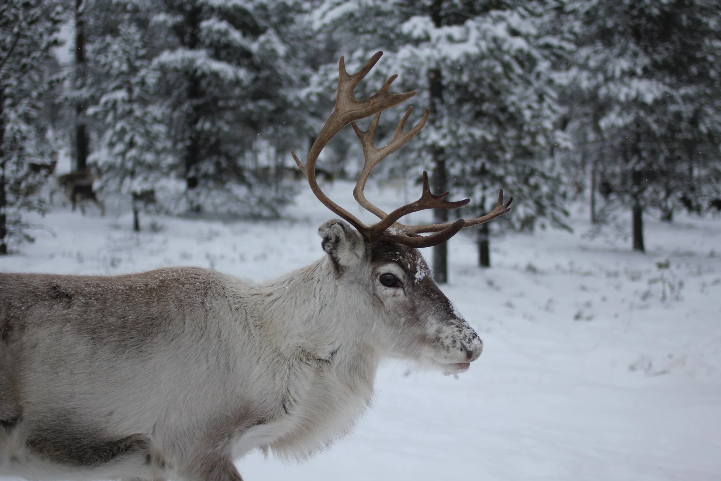 ice, boulders, and reindeer