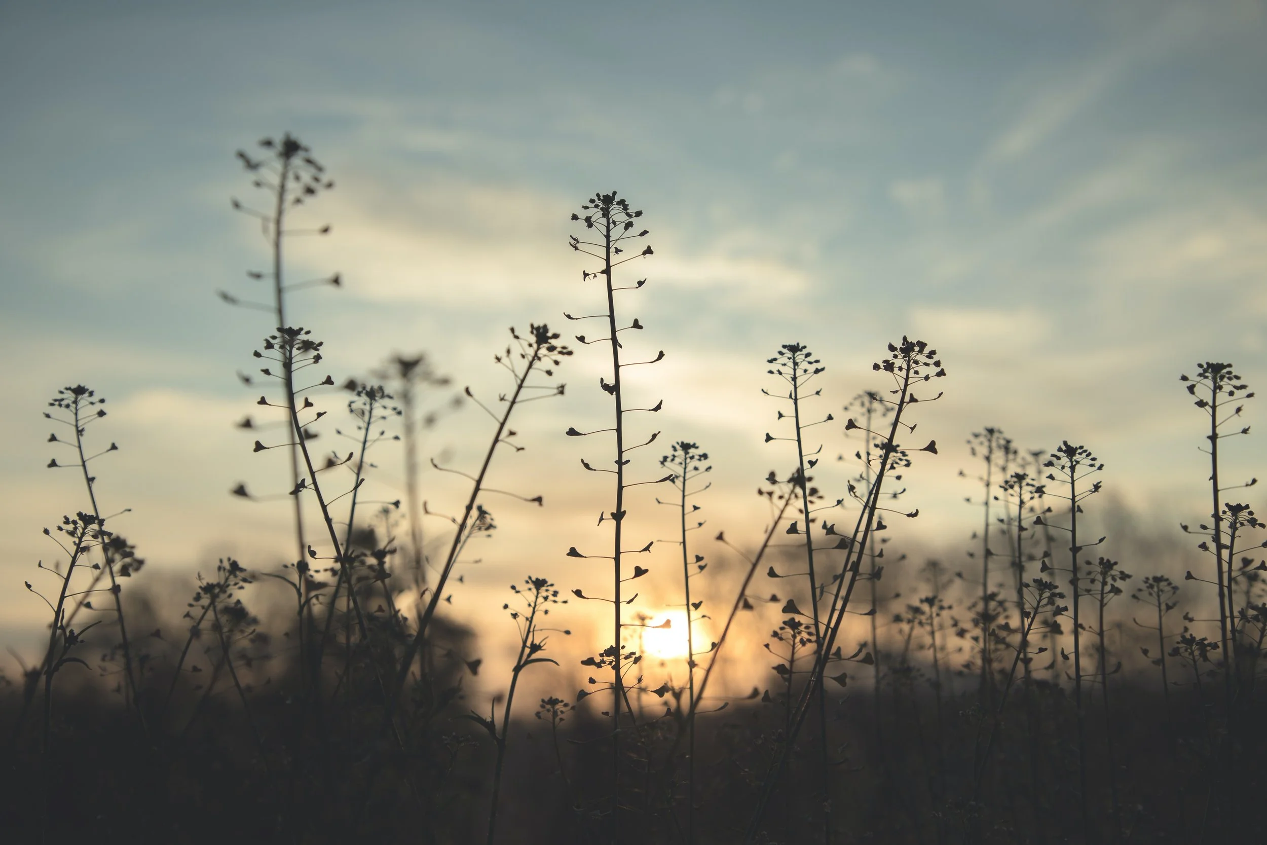 Are you feeling calm, safe, and connected right now?