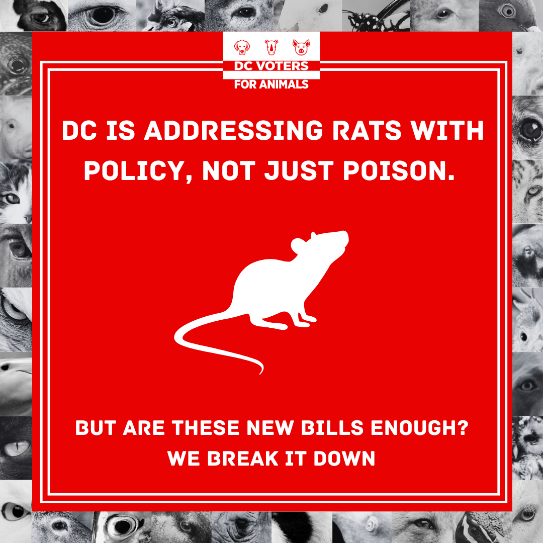 The Good, The Bad, and The Ugly on DC Council’s Two New Bills to Stop Rats