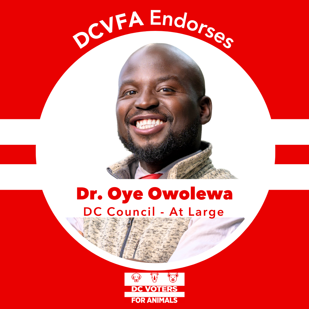 DCVFA Issues First-Ever Early Endorsement: Dr. Oye Owolewa for DC Council
