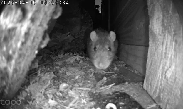 Kingman Park Launches Year-Long Rat Fertility Control Study