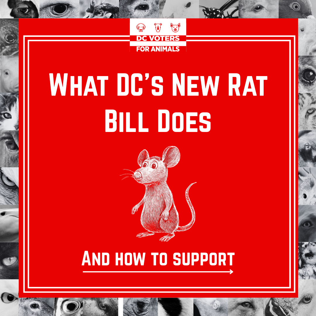 DC Introduces REMY Act to Prevent Rats–See How It Would Do This