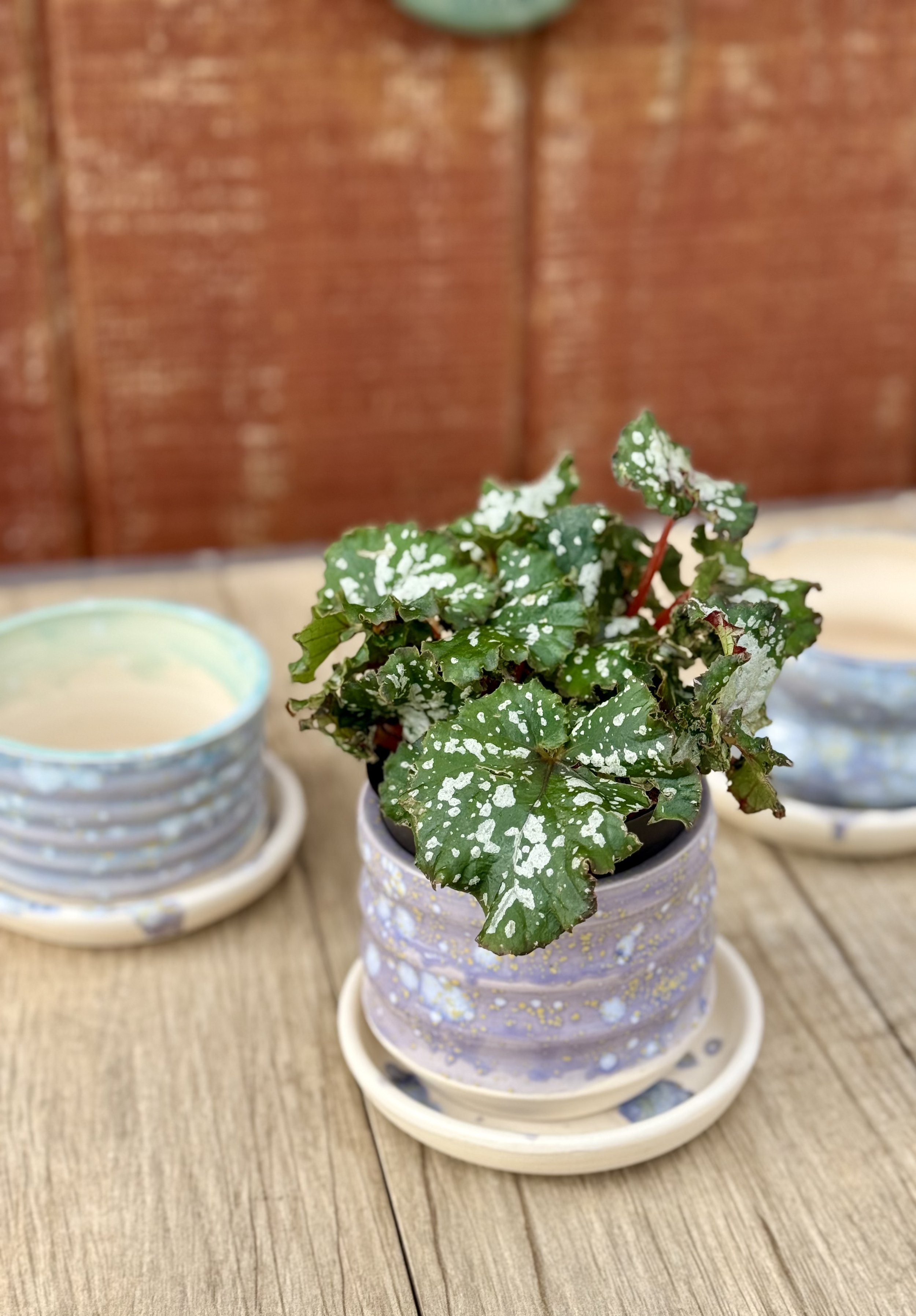 IMG_1054.jpeg (Copy)