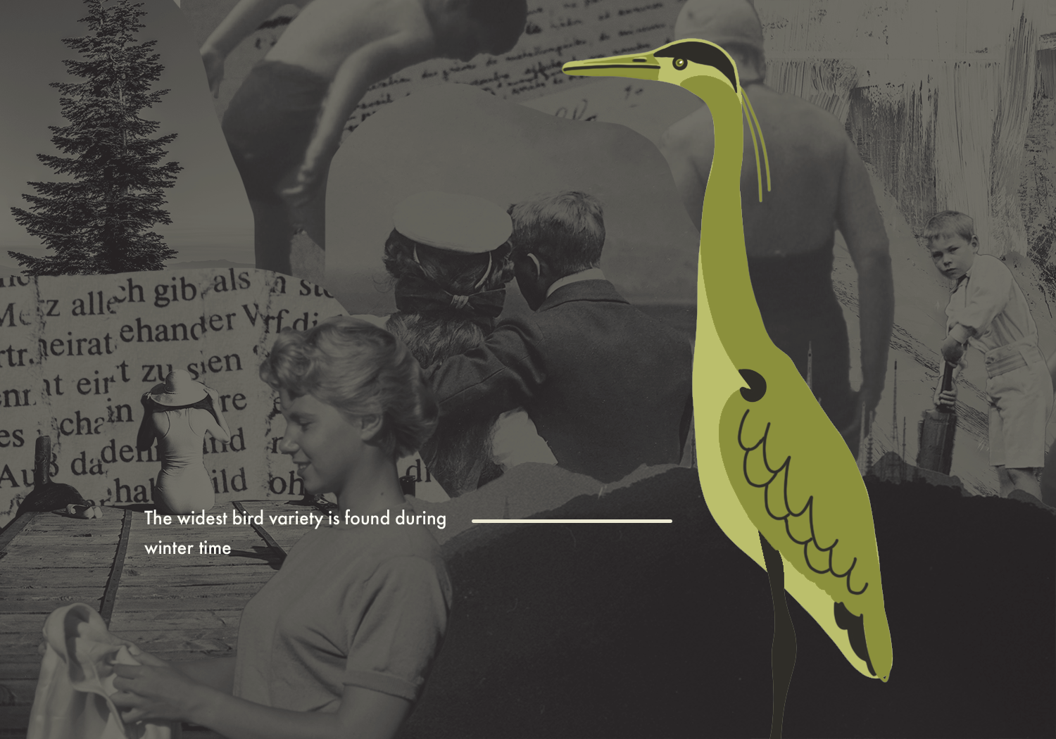 birdcollage.png