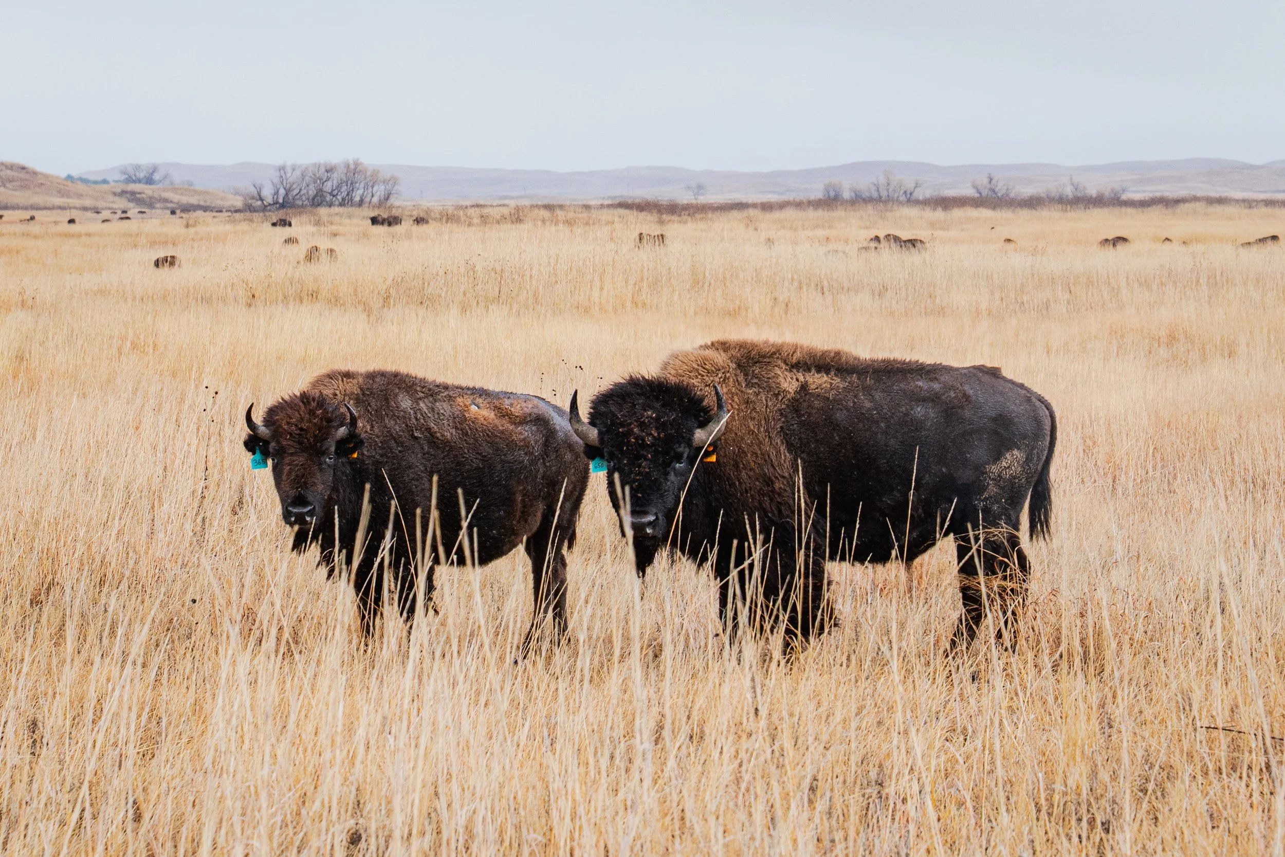“Take care of the buffalo, and the buffalo will take care of you”