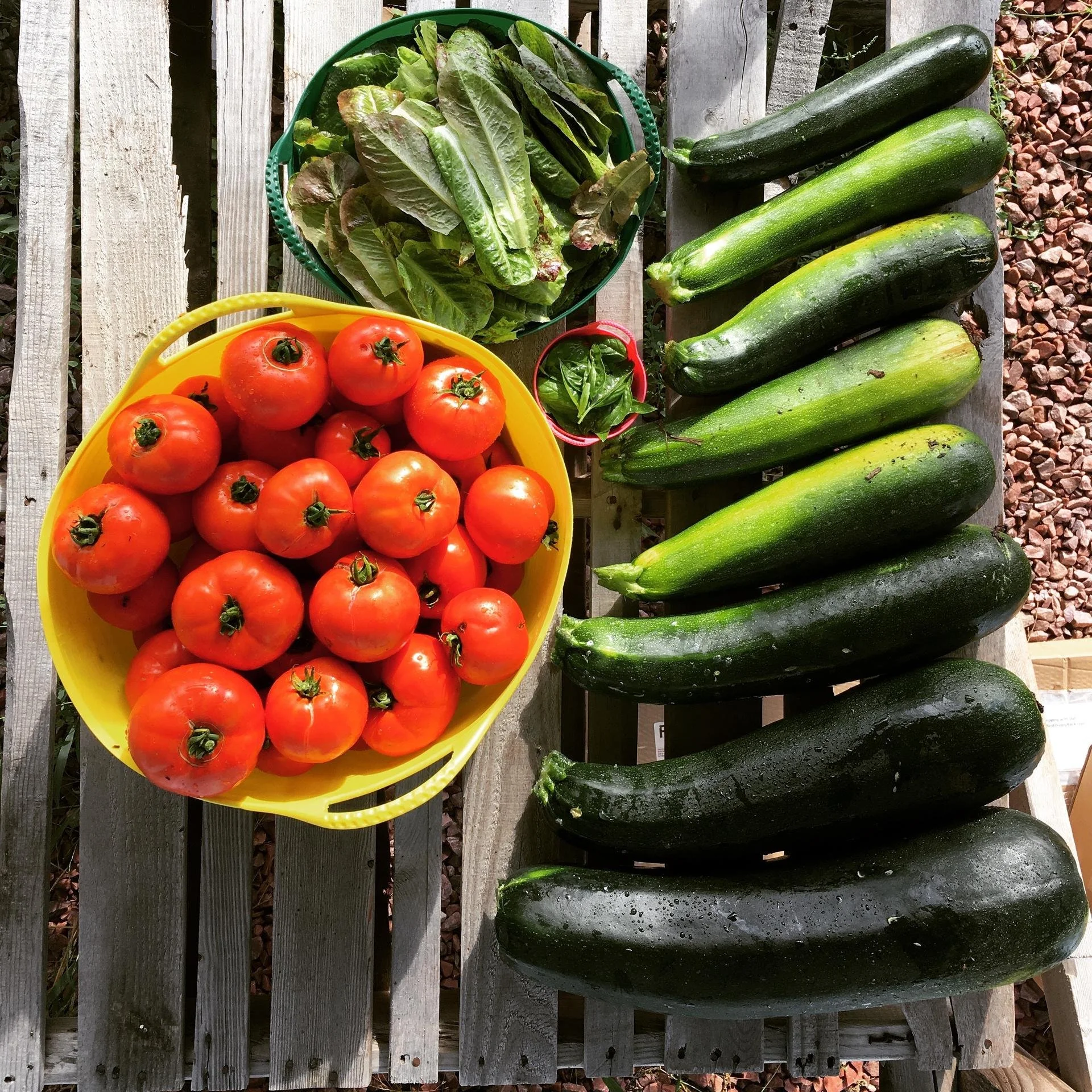 Garden17.jpg