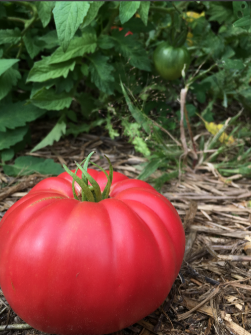 TOMATO.png