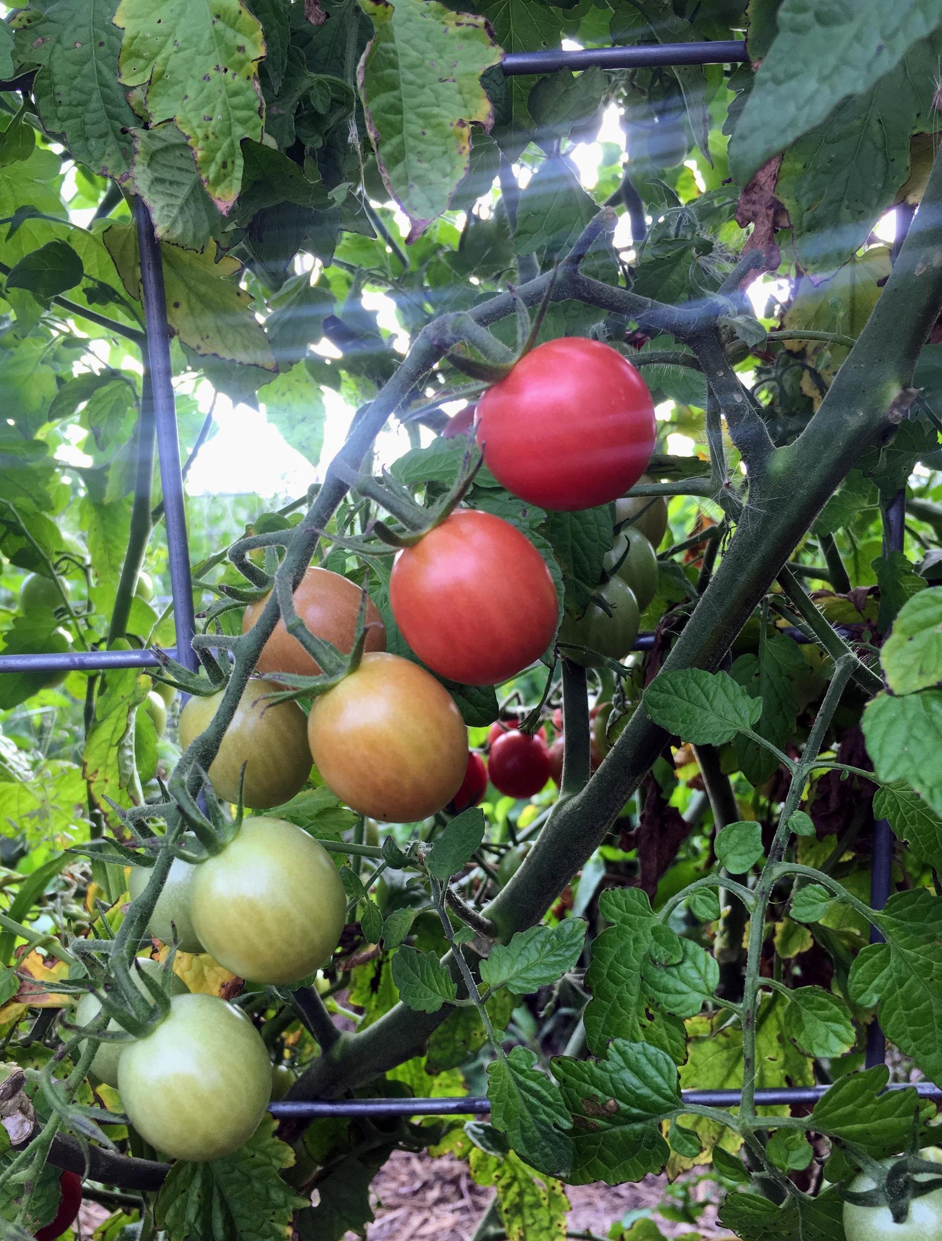 Garden16.JPG