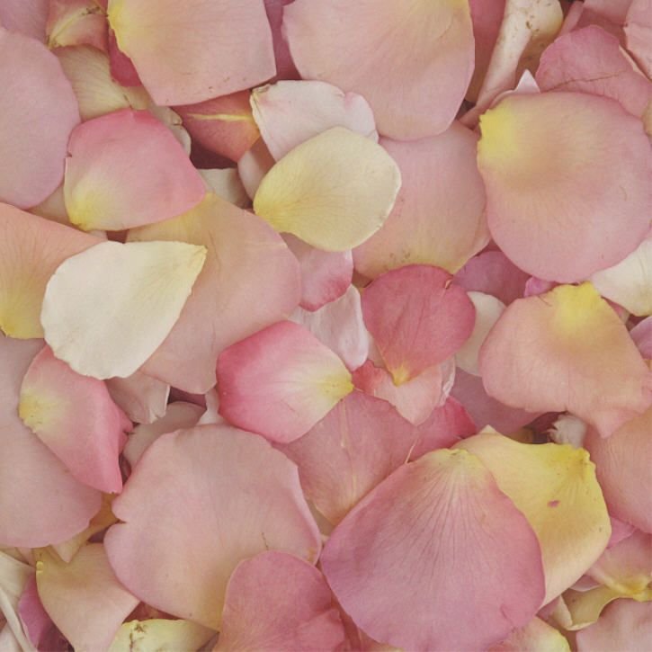 Pretty Pastel Preserved Freeze Dried Rose Petals.jpeg