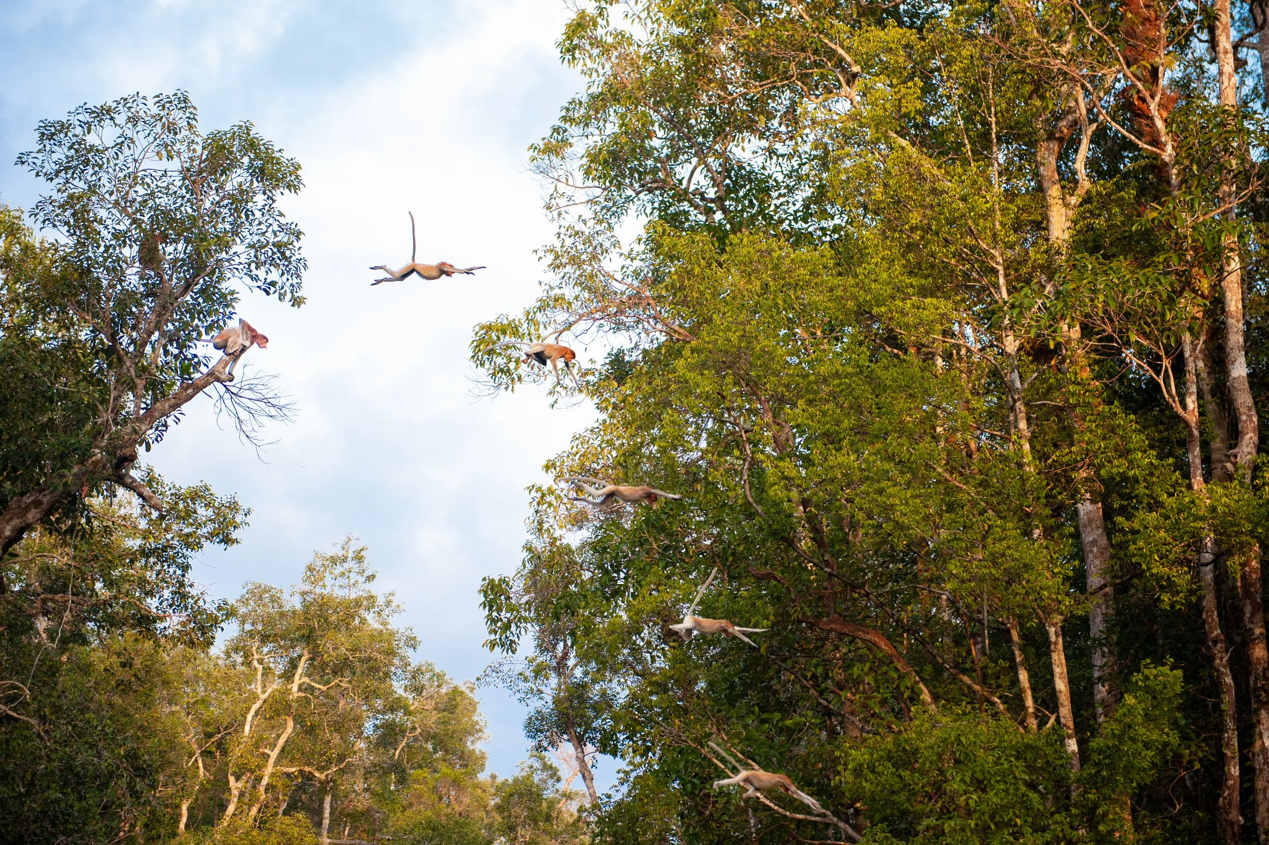 SG2018_Proboscis monkey time lapse.jpg