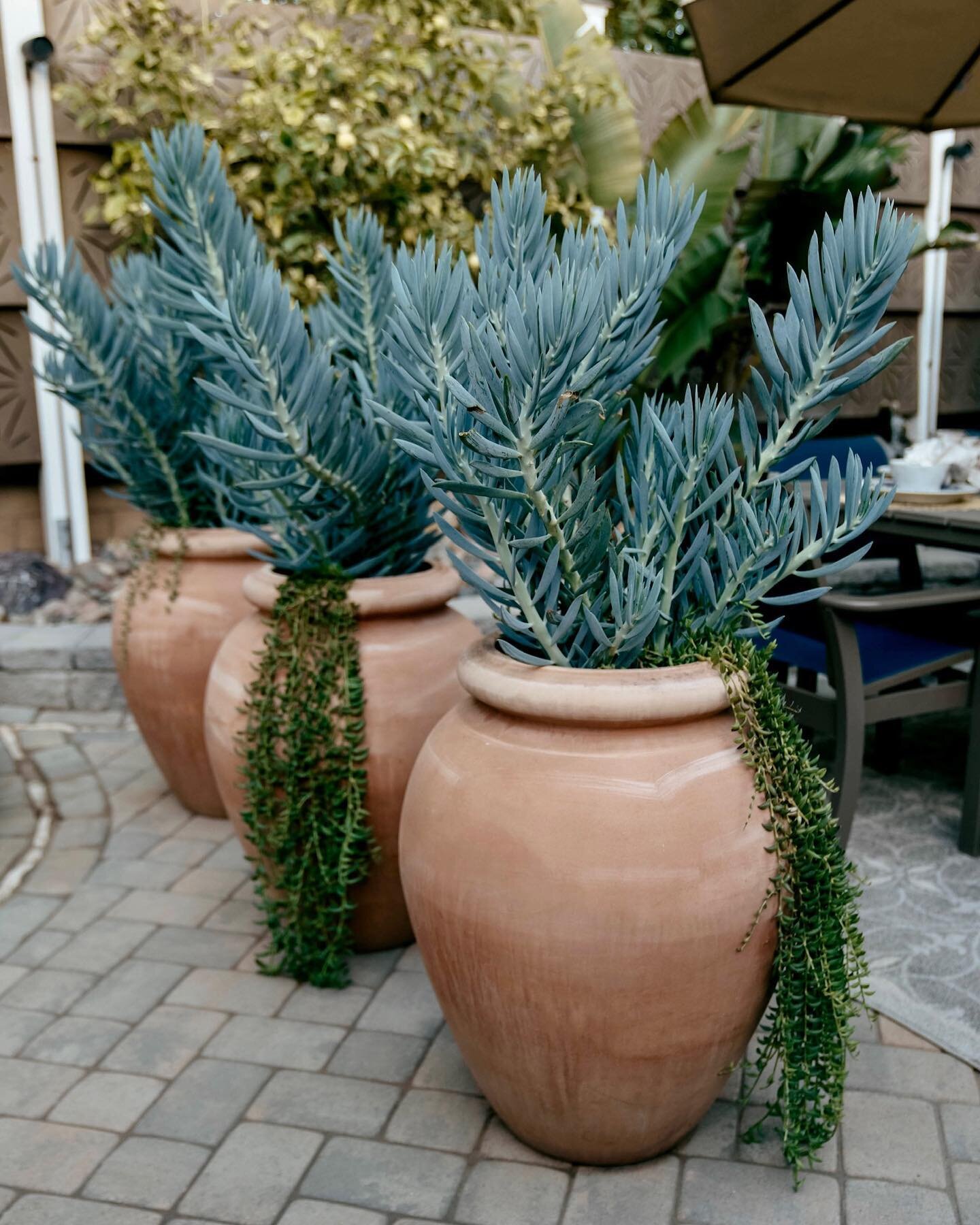 Amphora pots paired with Senecio Skyscraper and cascading greenery provide a separation of elegance in this backyard oasis!