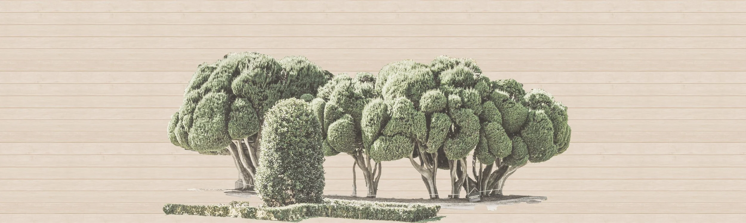 Shiplap Trees
