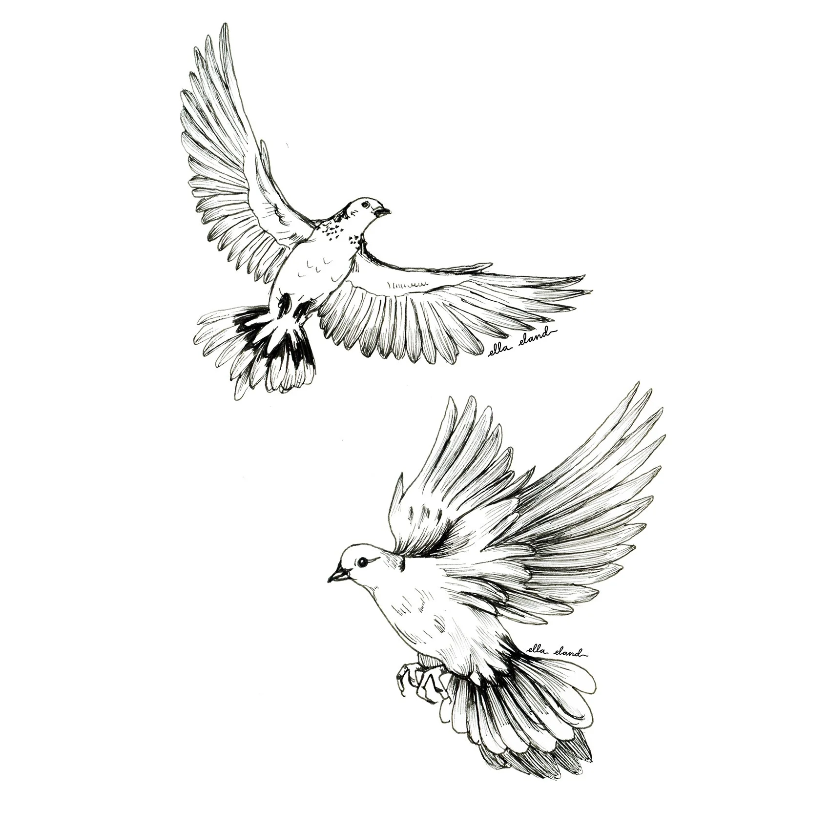 dovesketchessmall.jpg