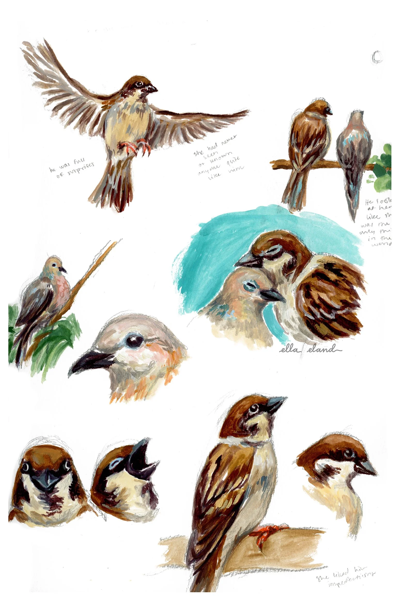 dovesparrowcolorsketch3small.jpg