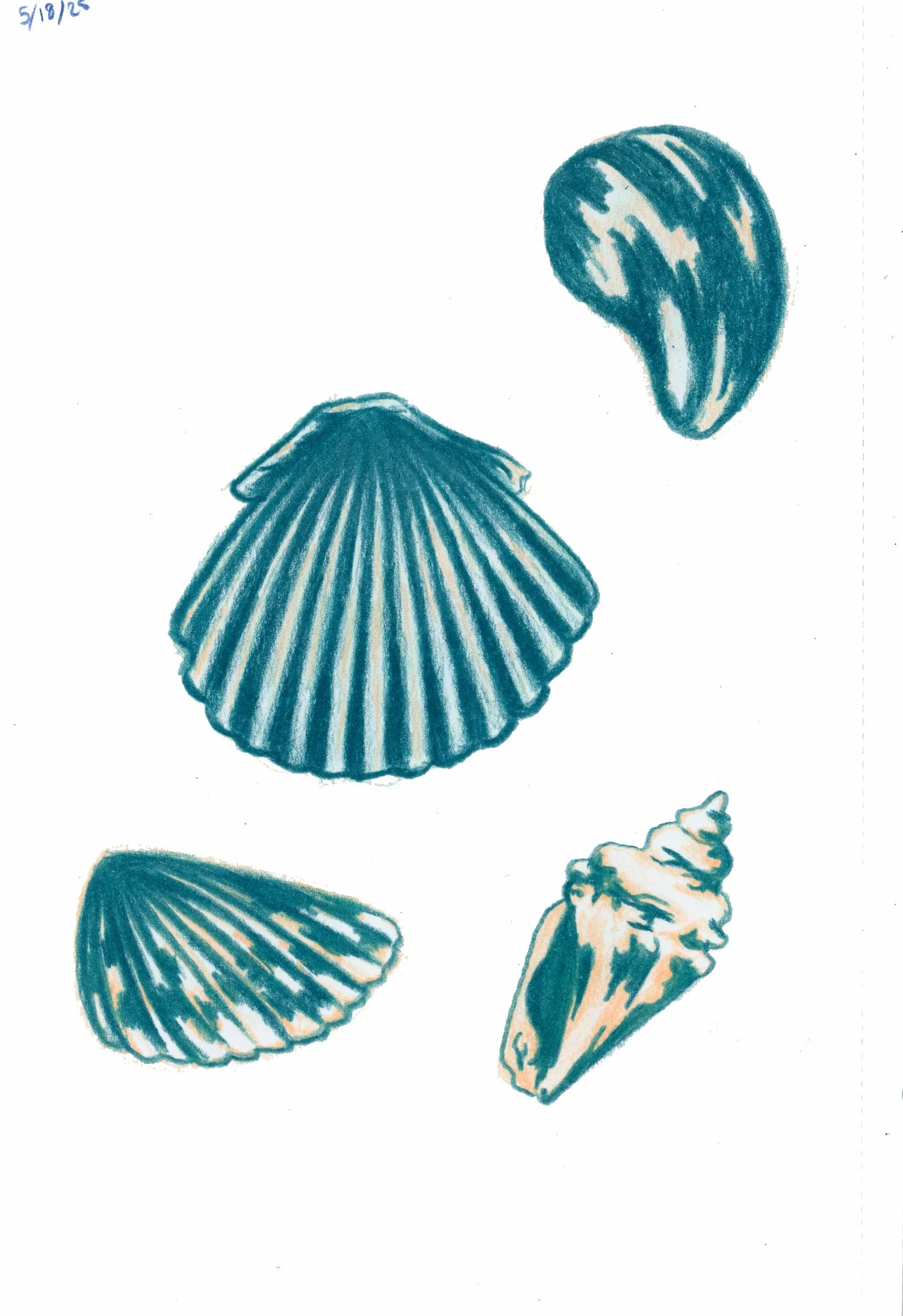 floridaseashellcoloredpencilsketchessmall.jpeg