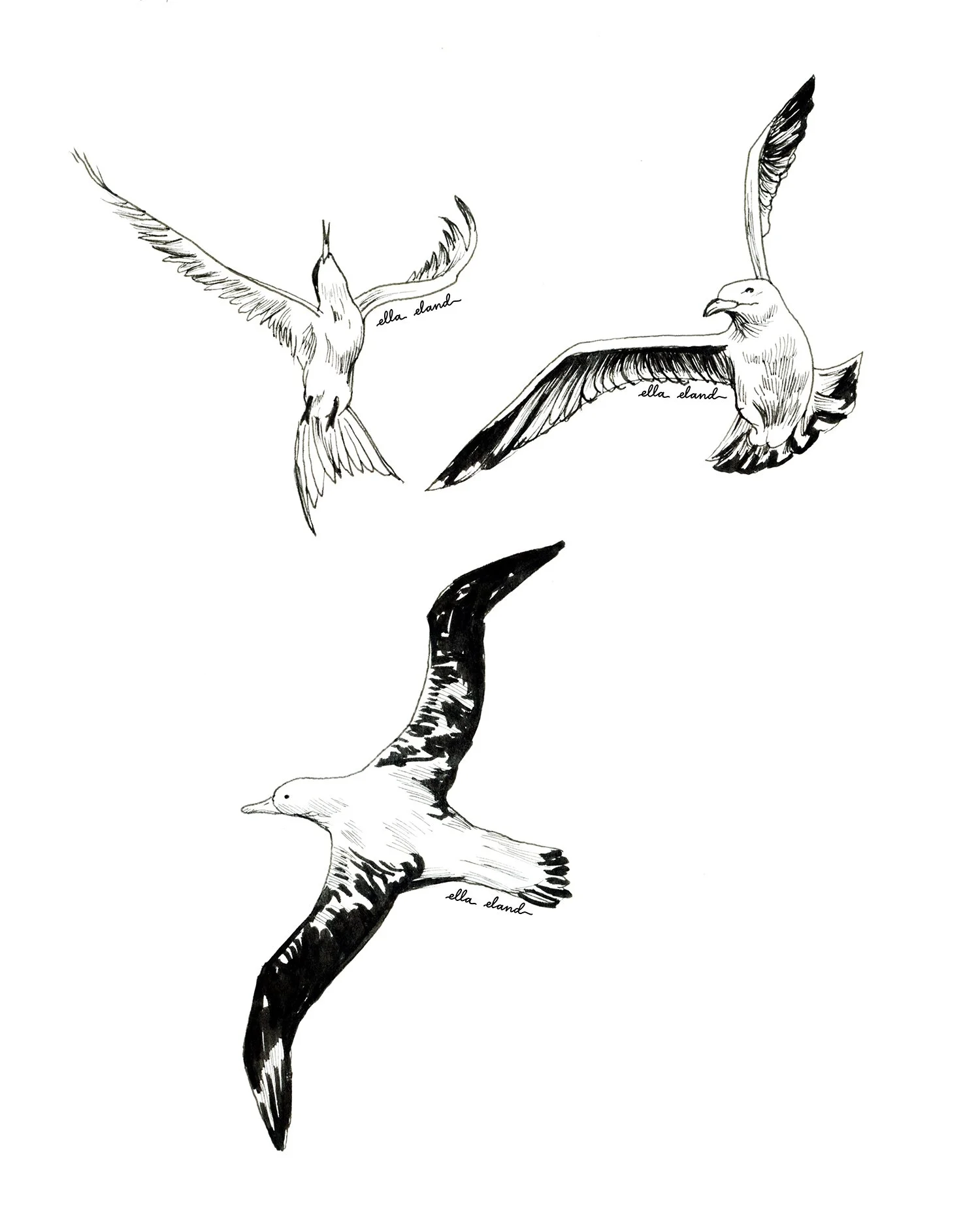 albatrosssketchessmall.jpg