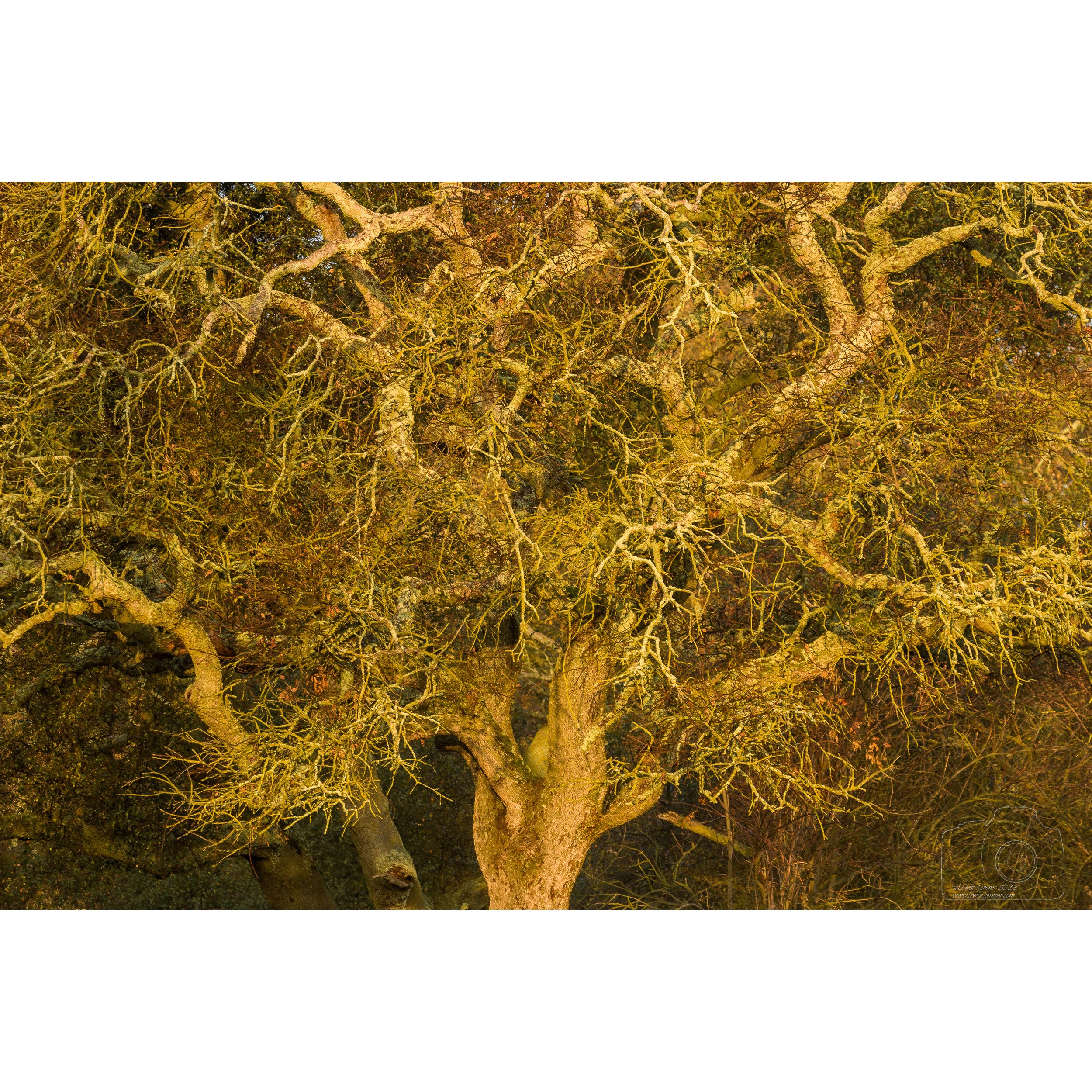 Oak at sunrise