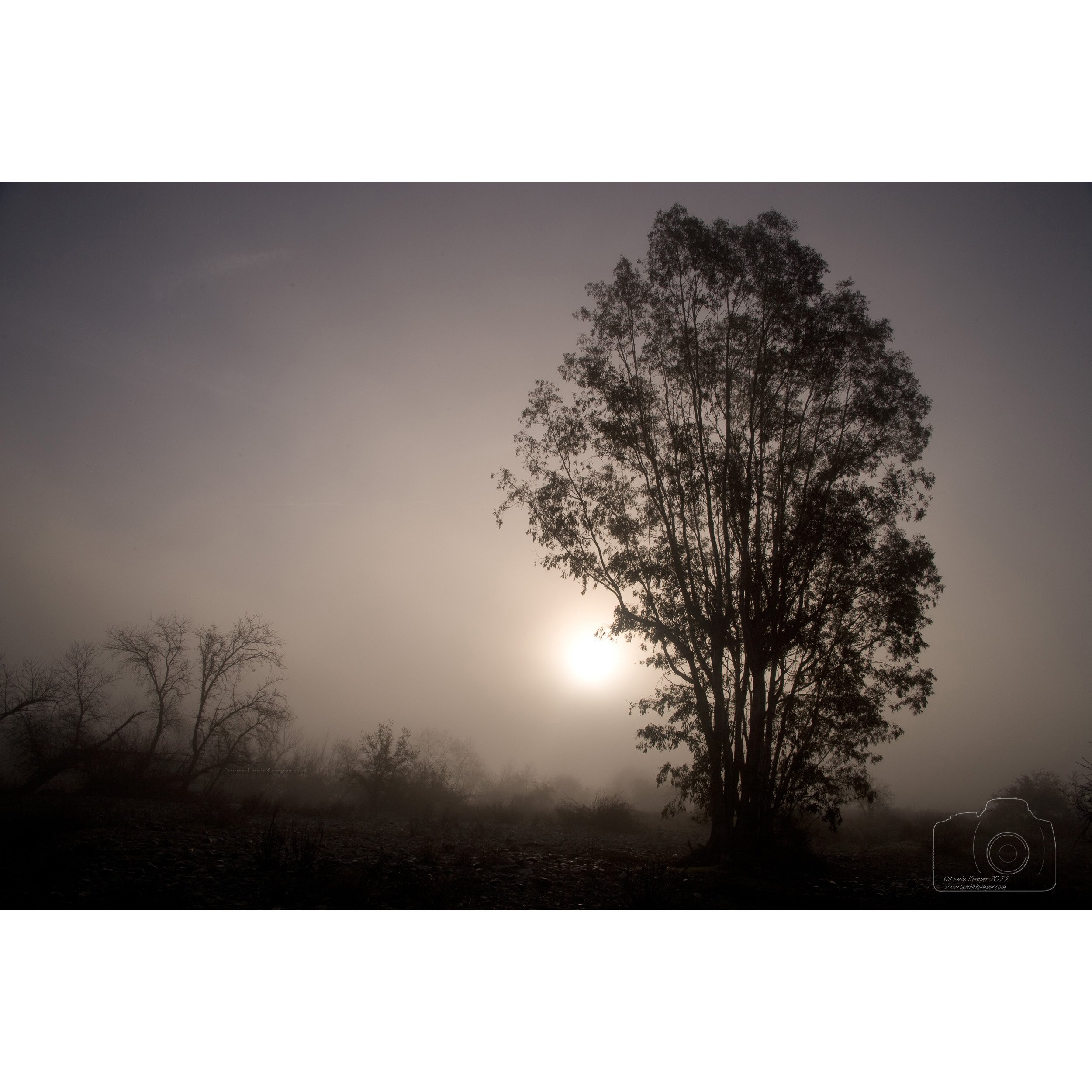 Eucalyptus in fog