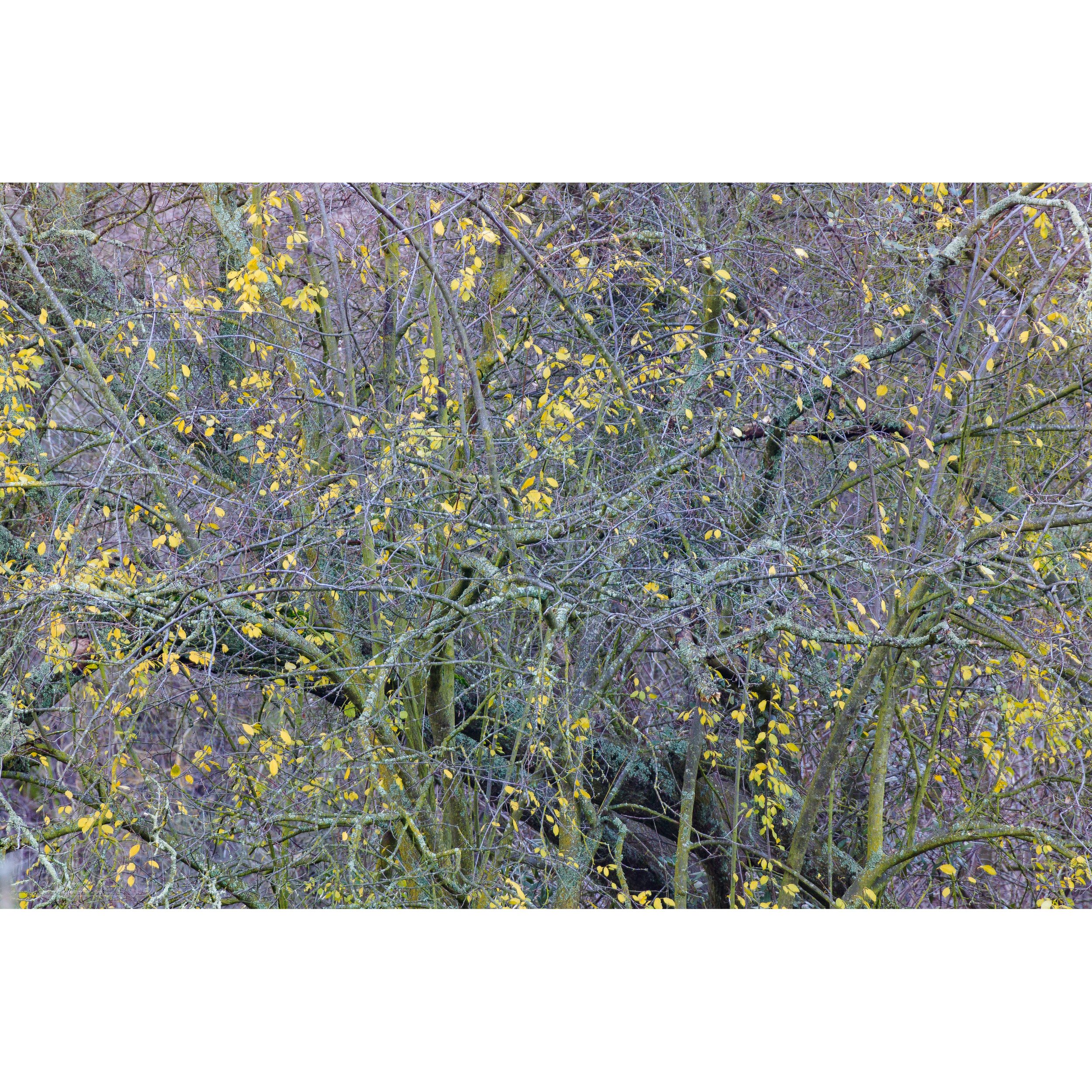 Pear Tree