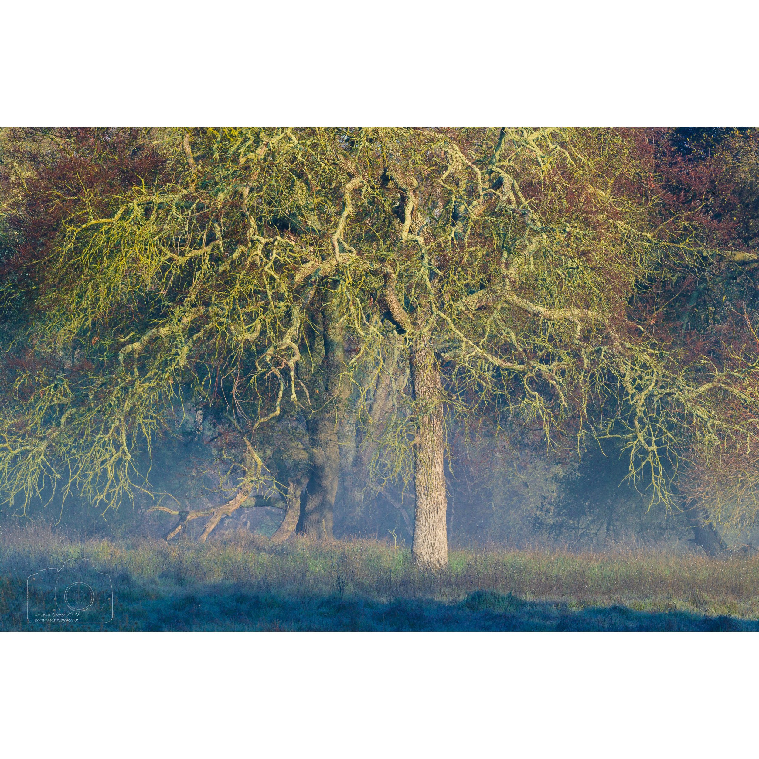 Oak, morning light