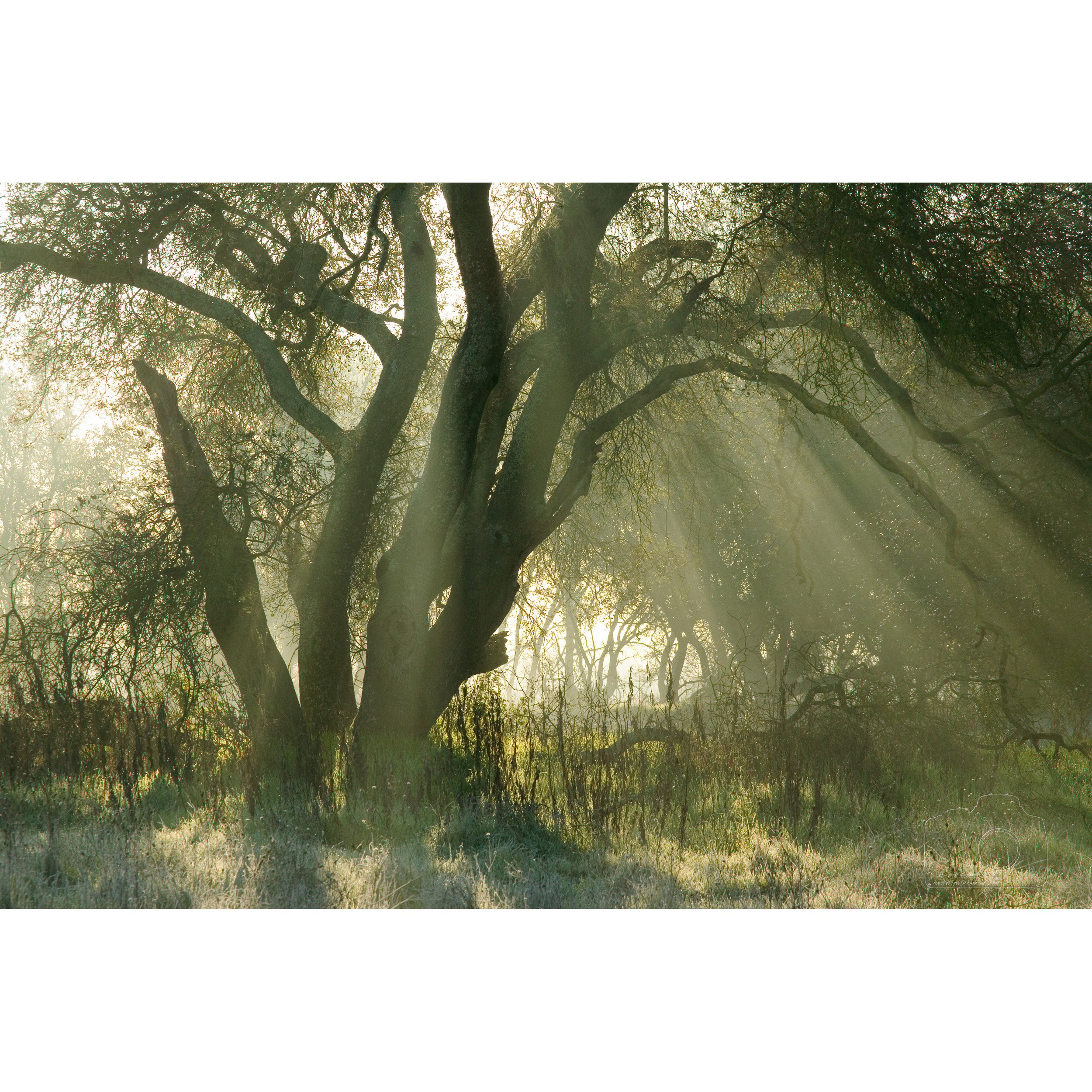 Light beams and Oak