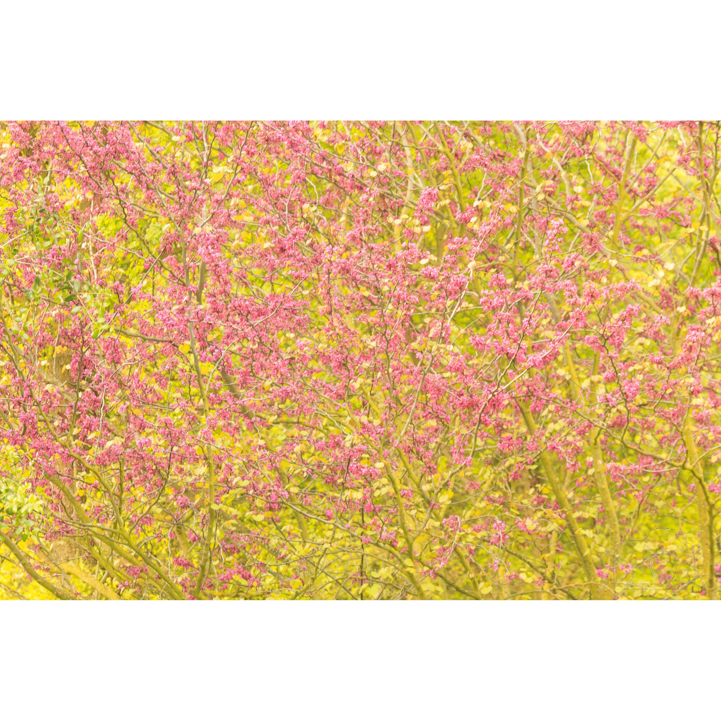 Redbud pastel