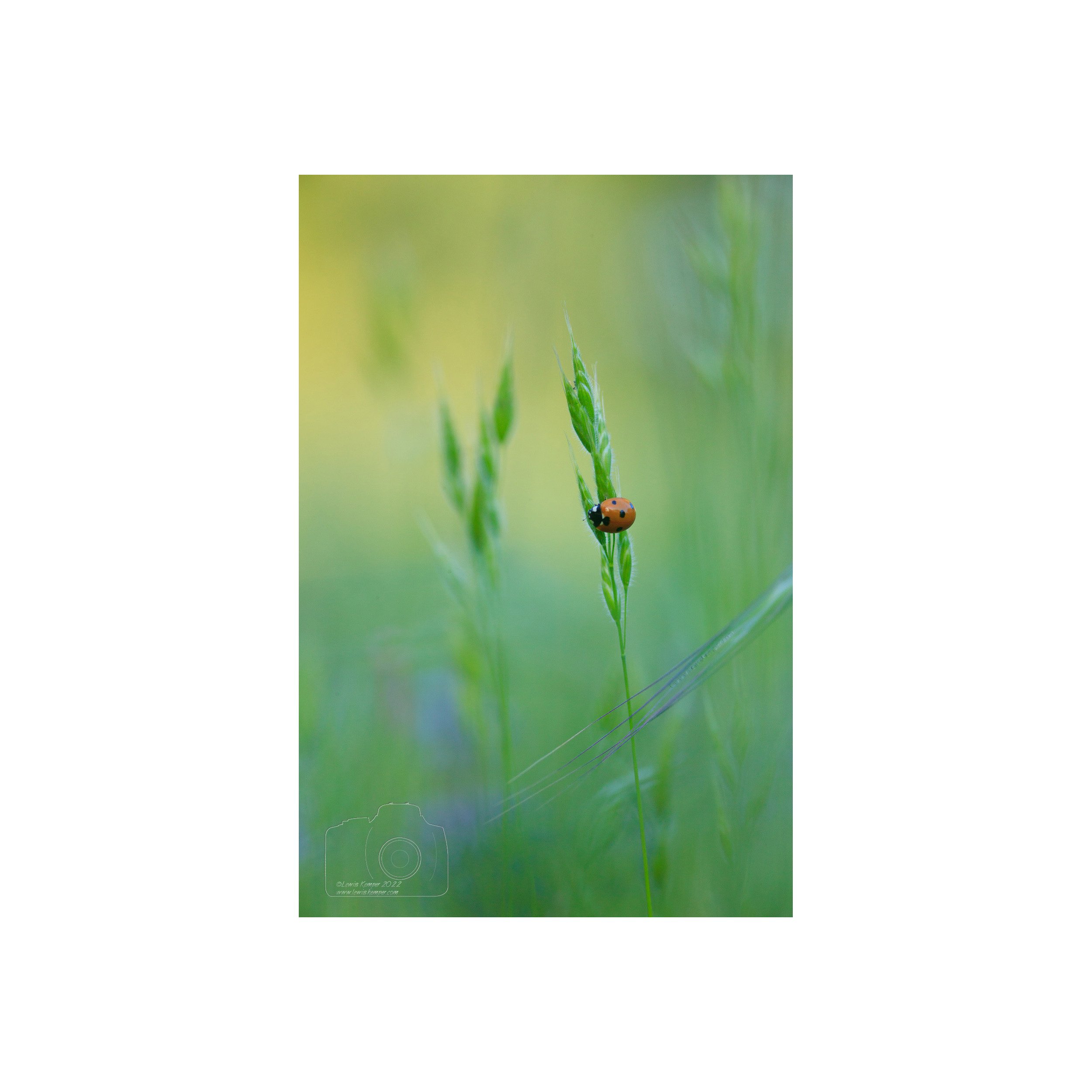 Ladybug