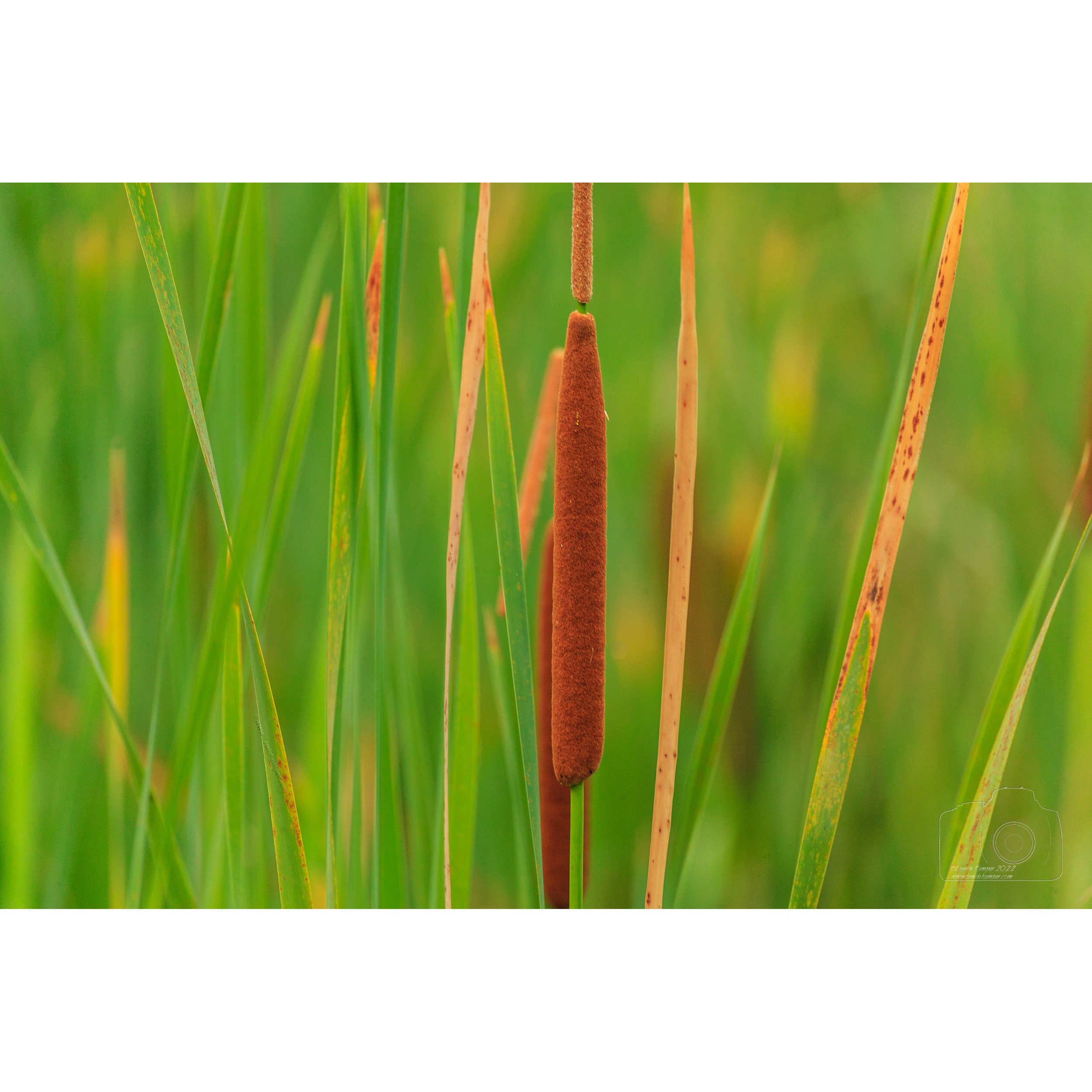 Cattails