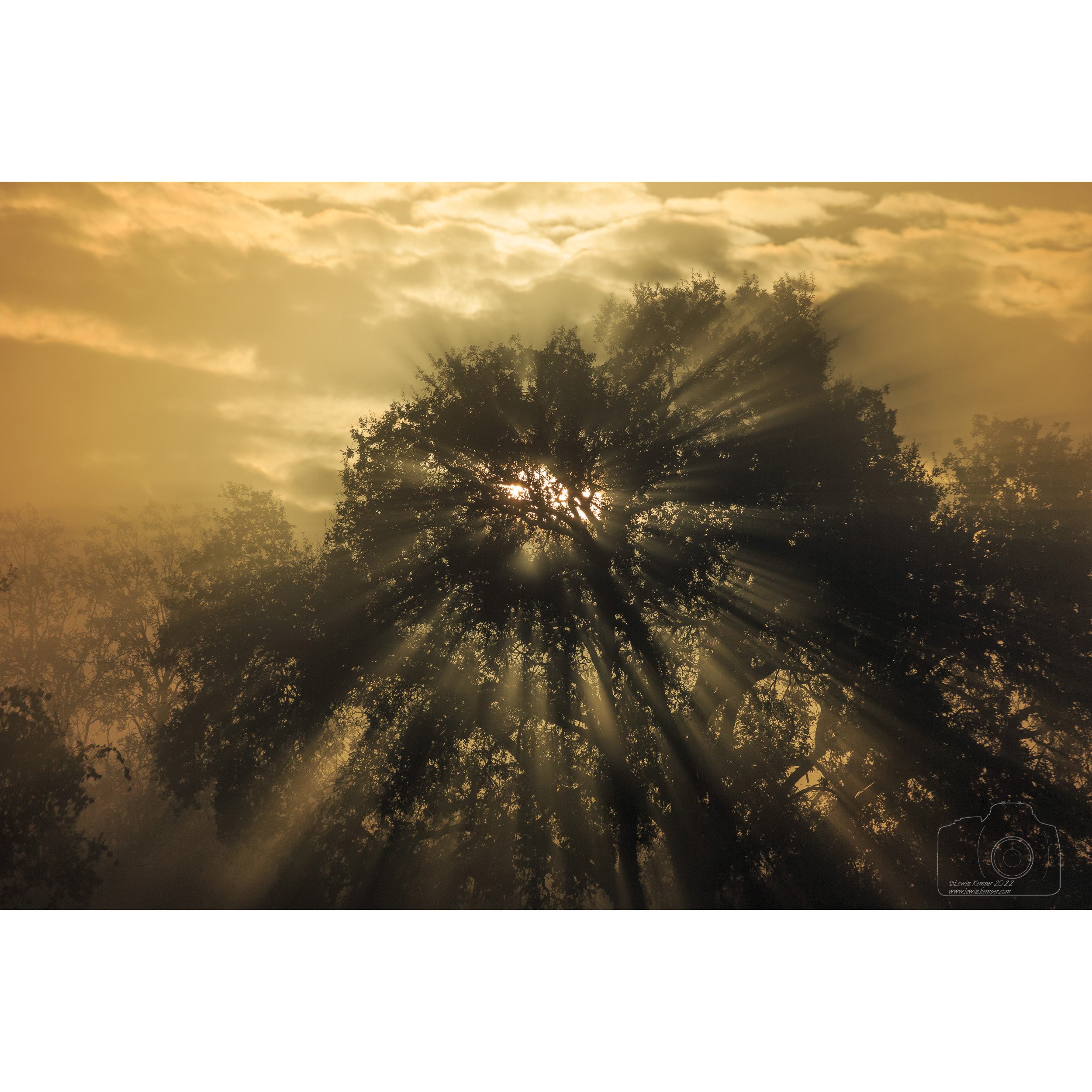 Sunrise, Oak in fog