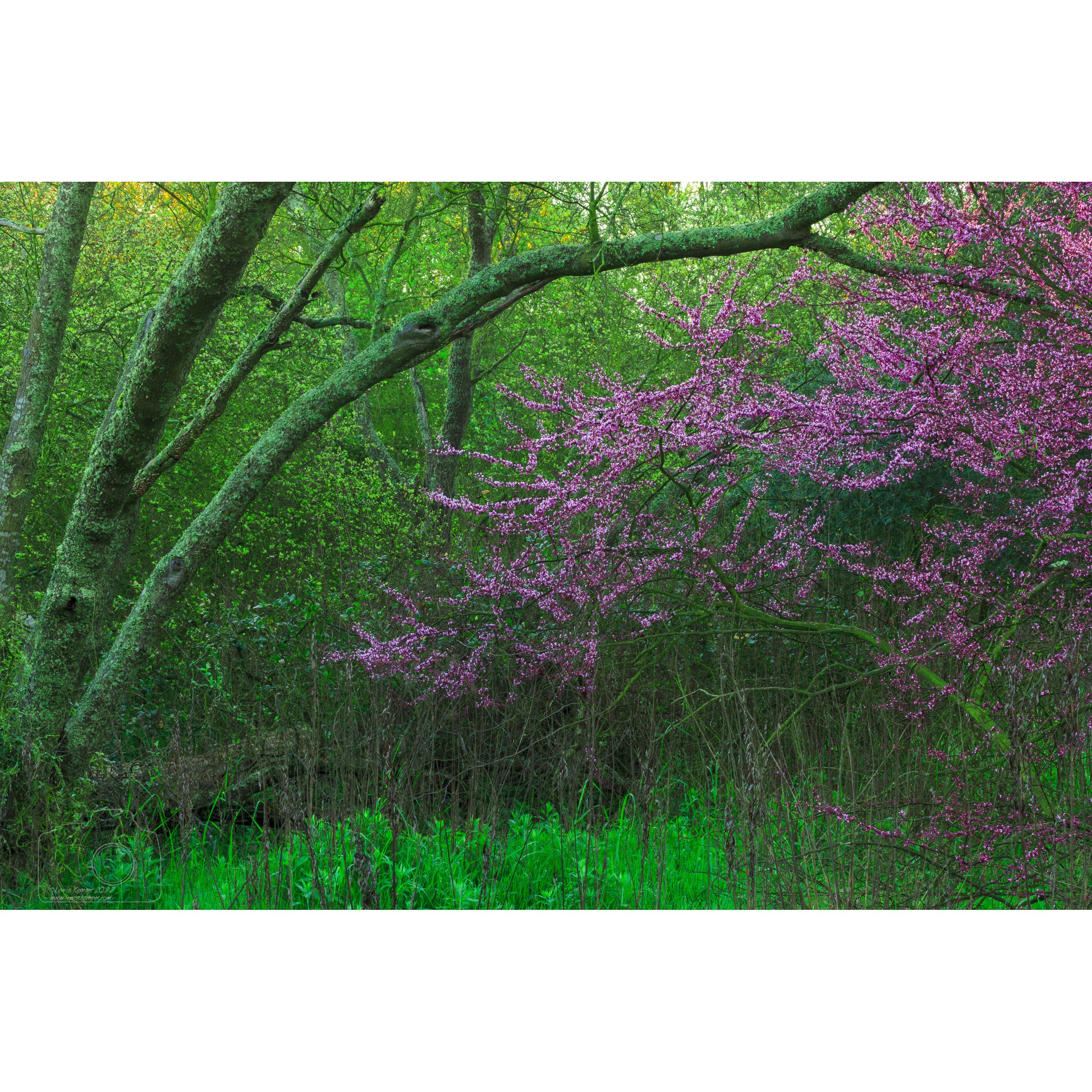 Redbud and Oaks