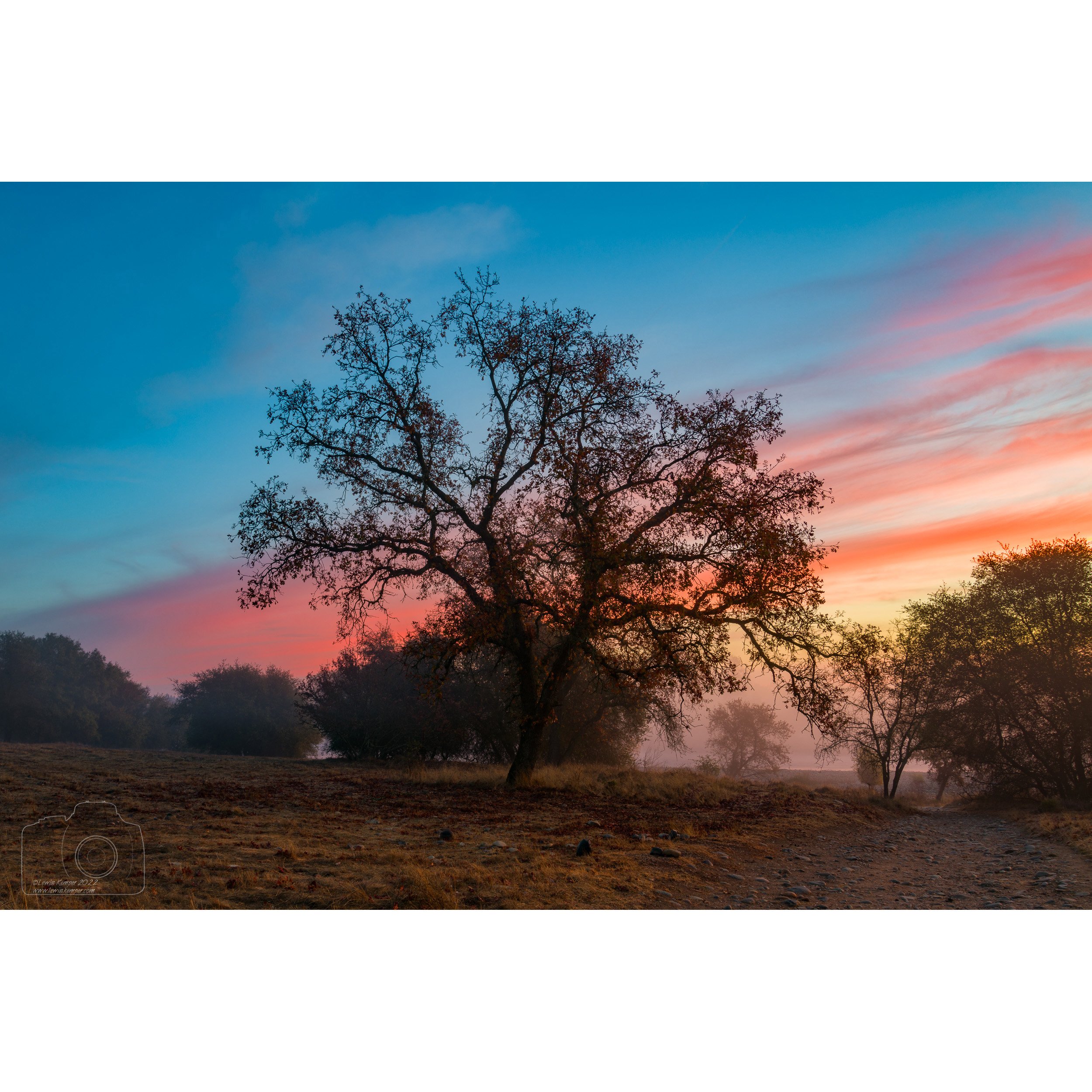 Oak at sunrise #2