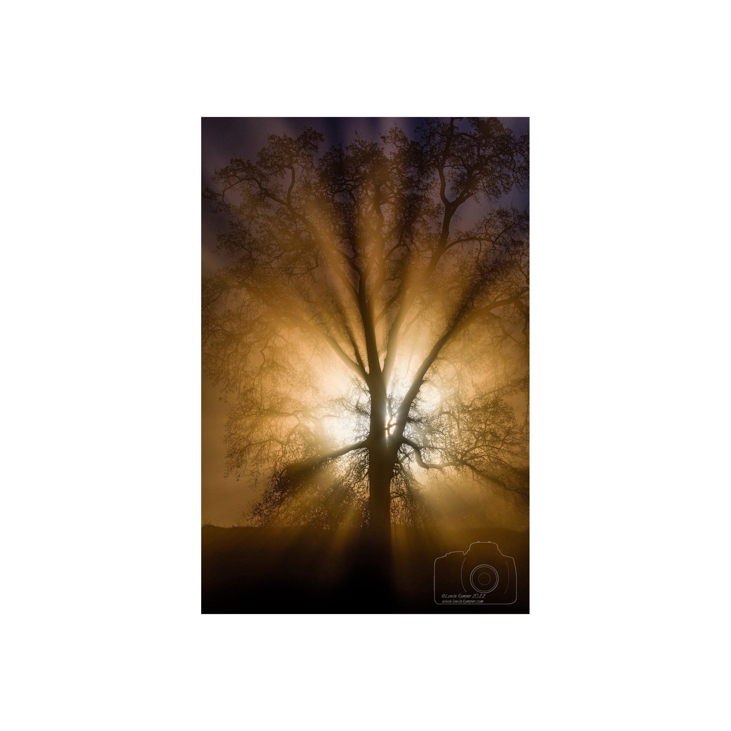 Backlit Oak