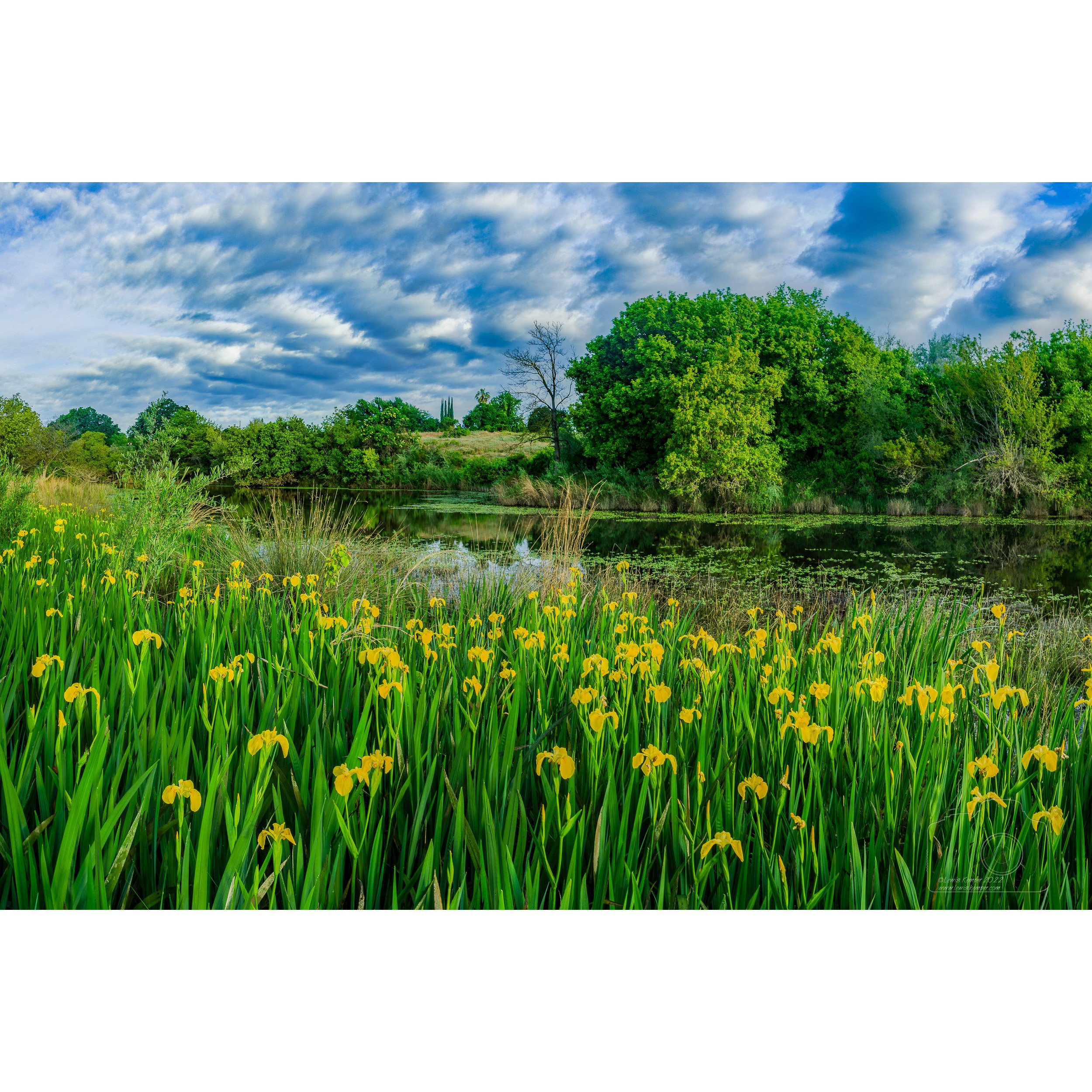 Iris and Clouds