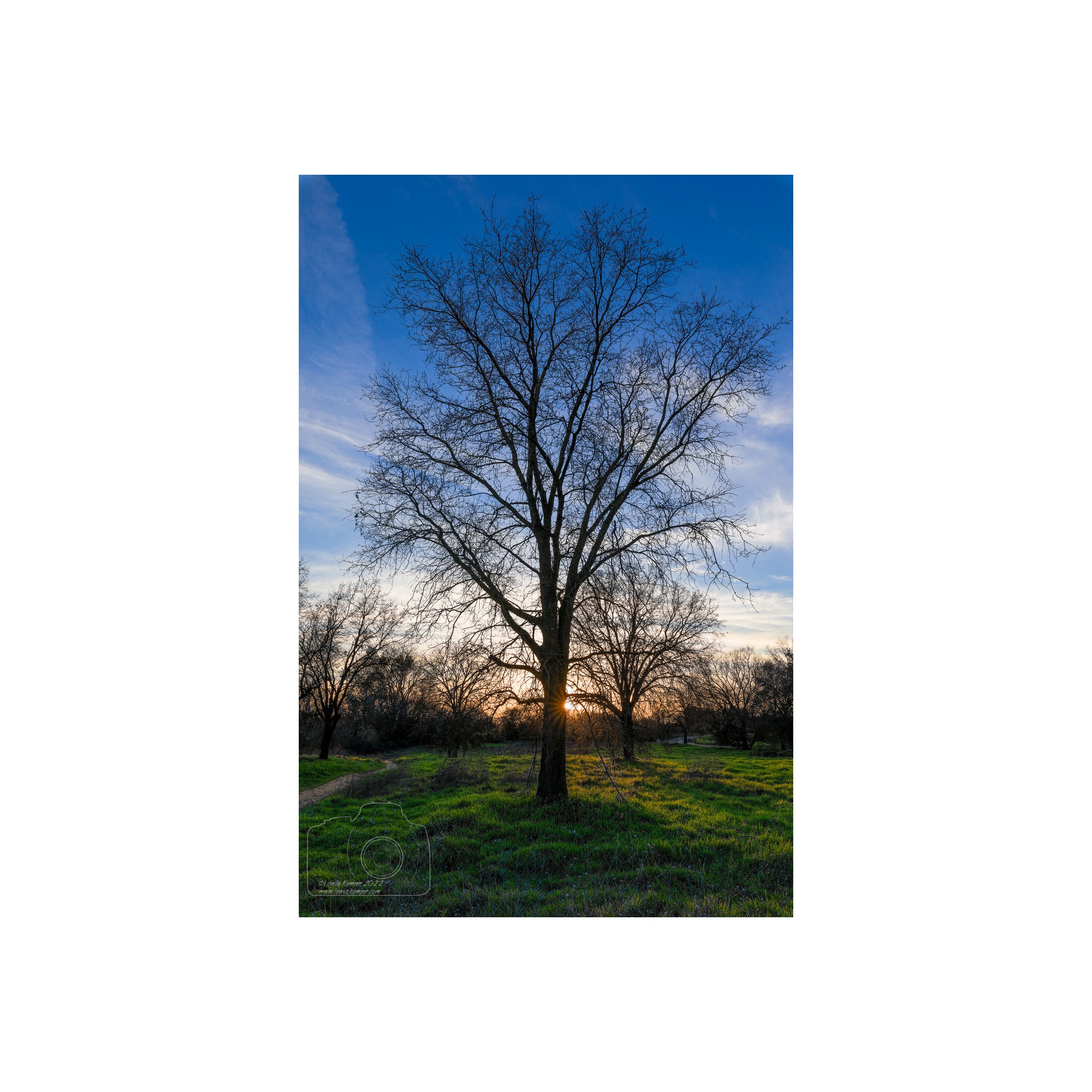 Sunburst, Oak at Sunset #2
