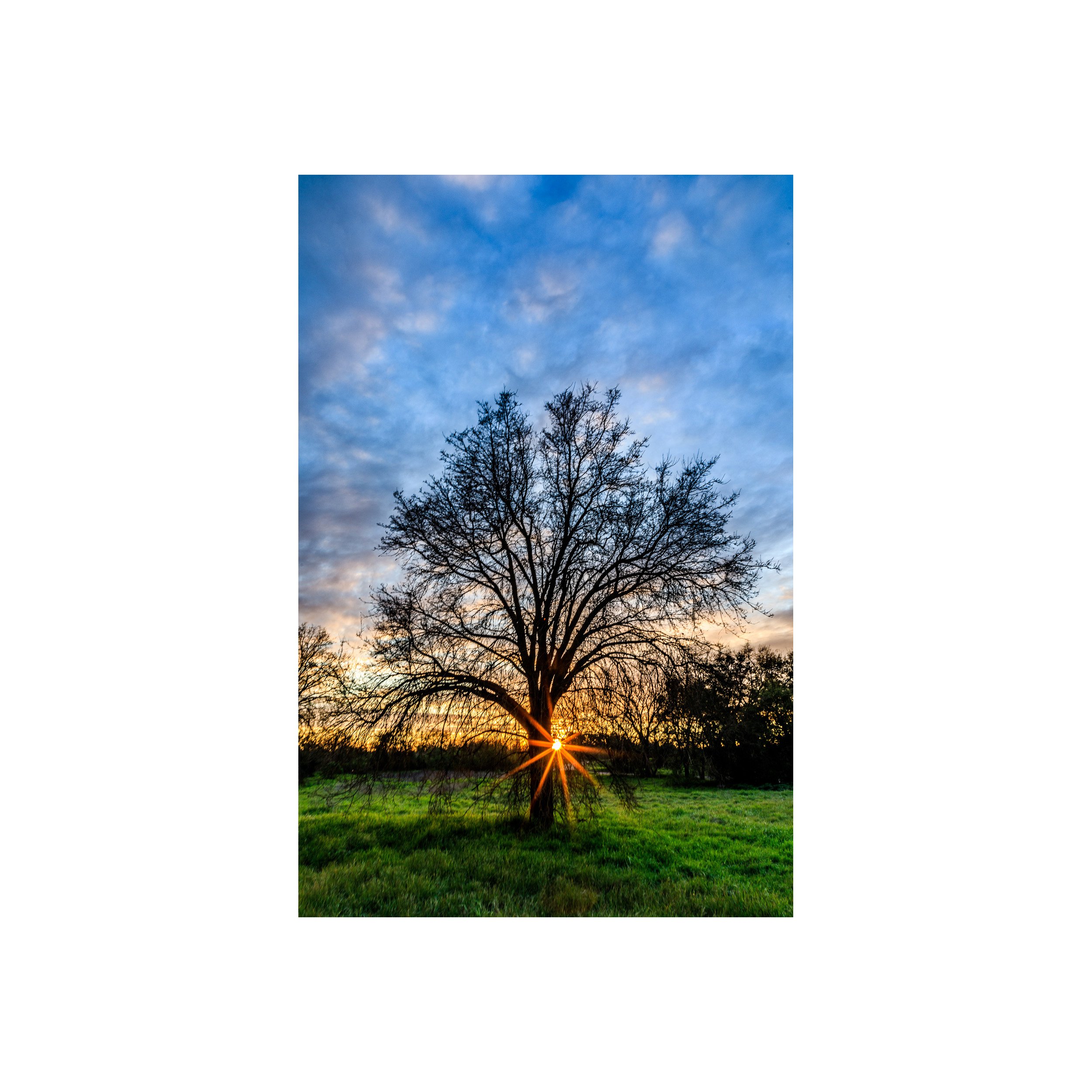 Sunburst, Oak at Sunset #1