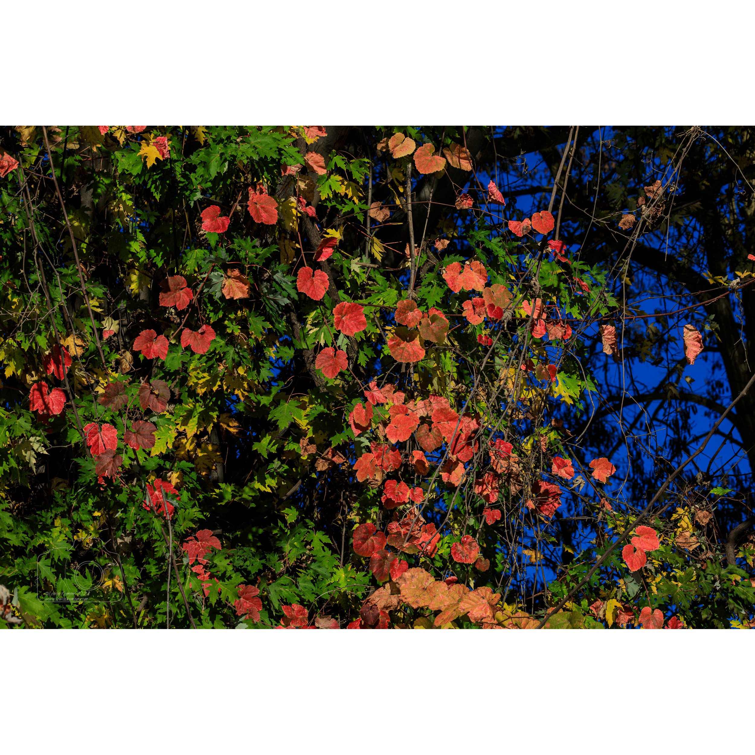 Grape Vine, autumn