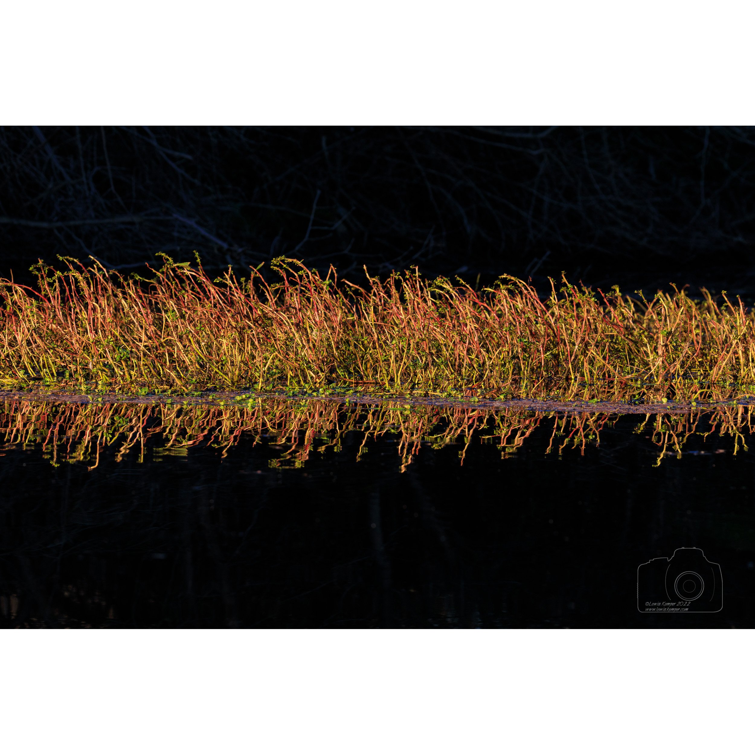 Water Primrose