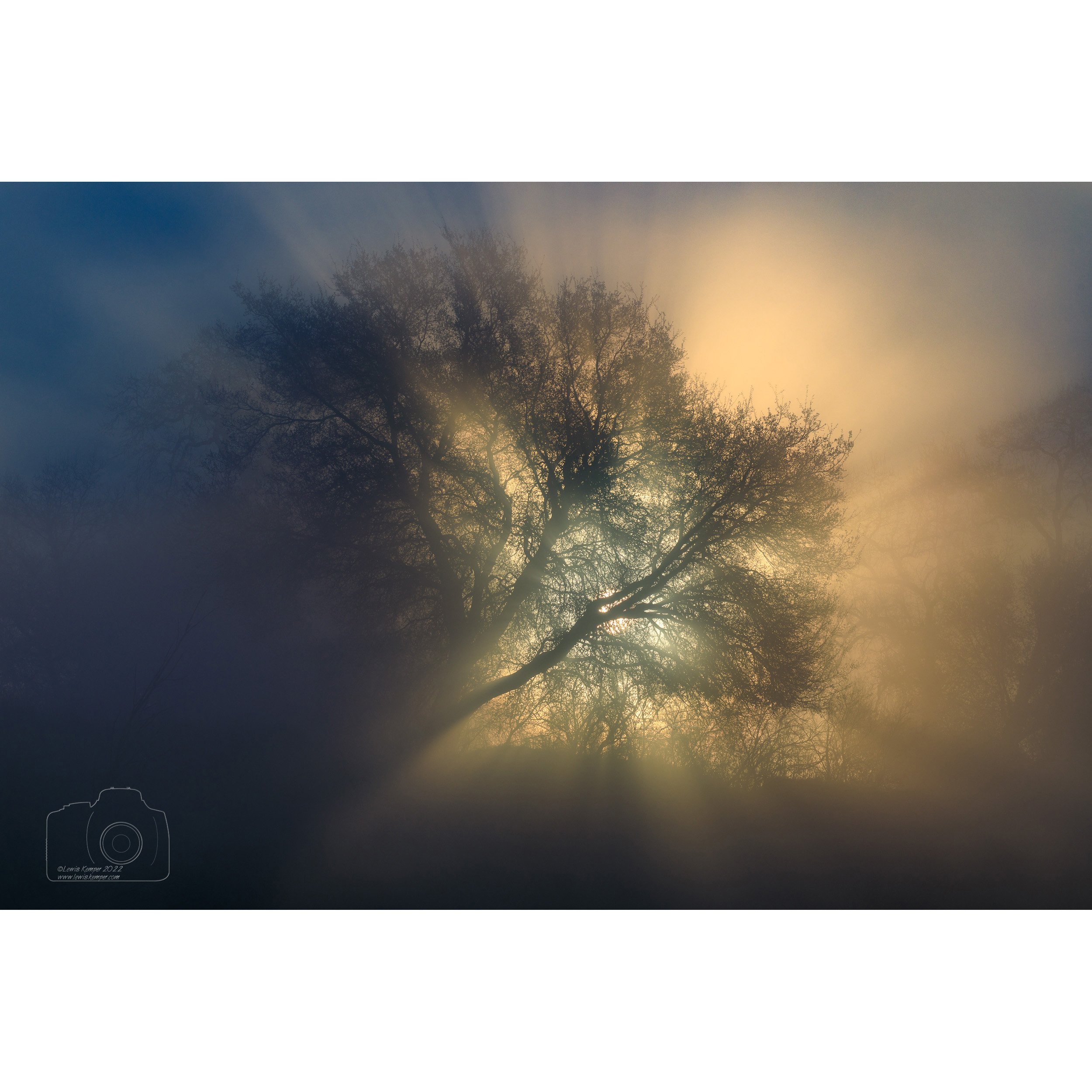Oak, Crepuscular Rays