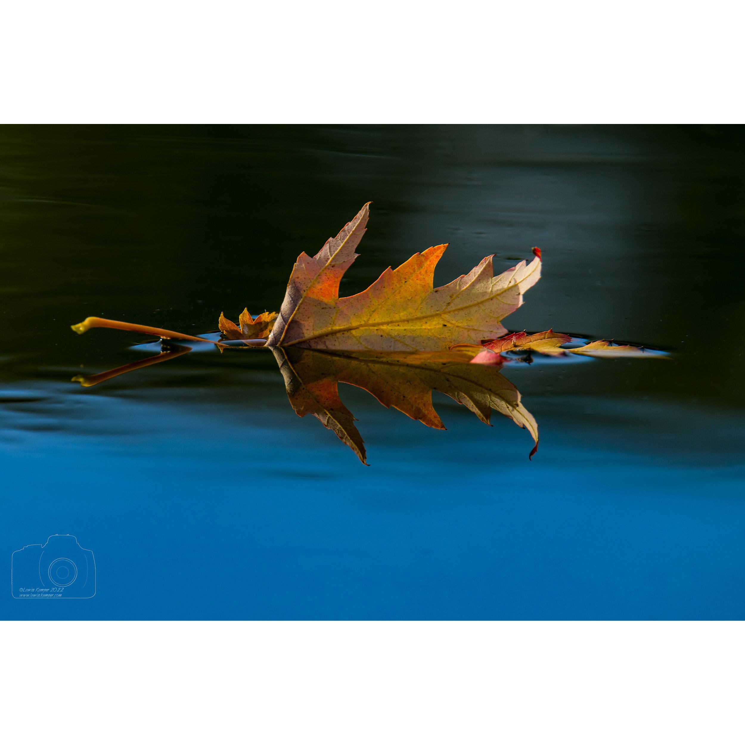 Sycamore Leaf