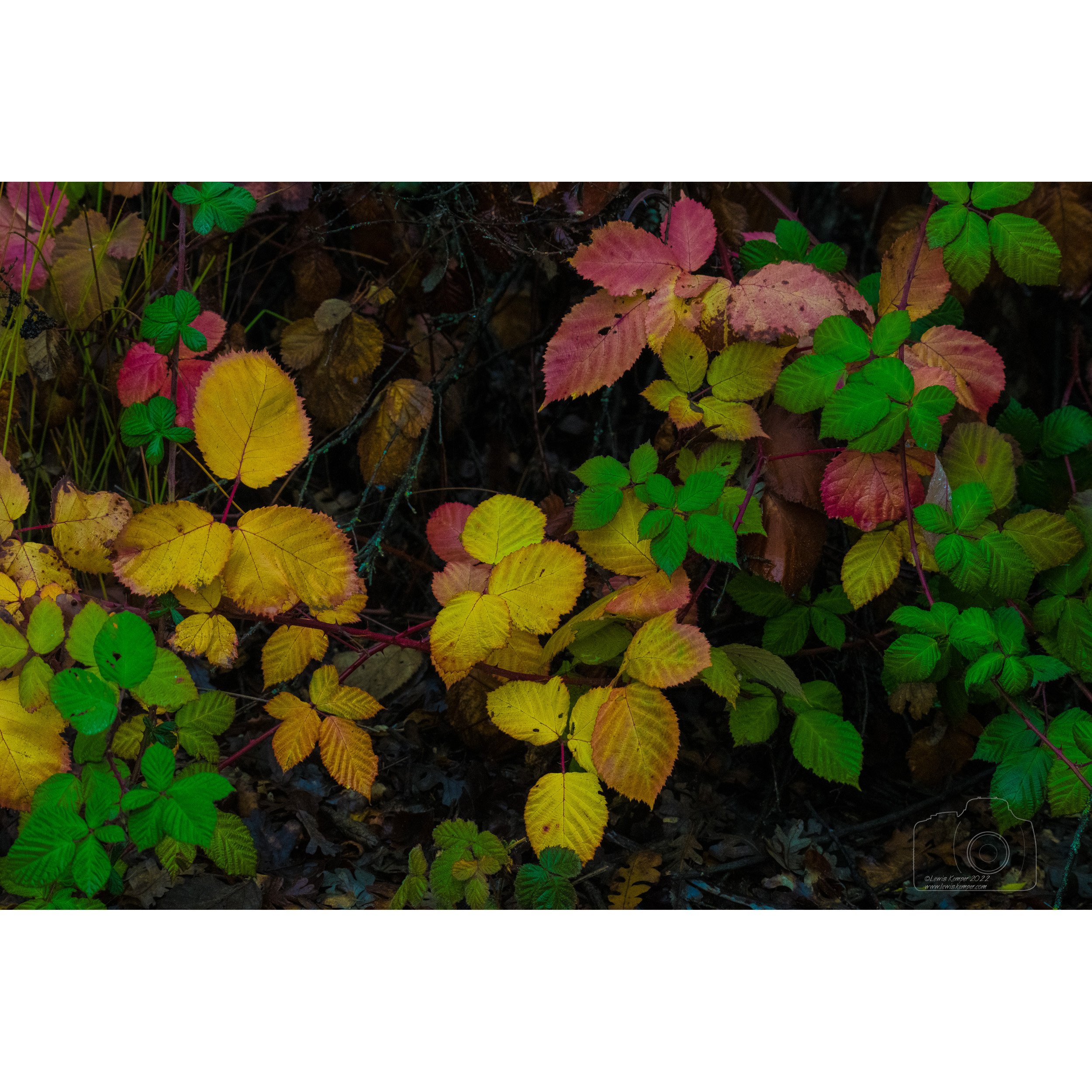 Blackberry leaves, autumn