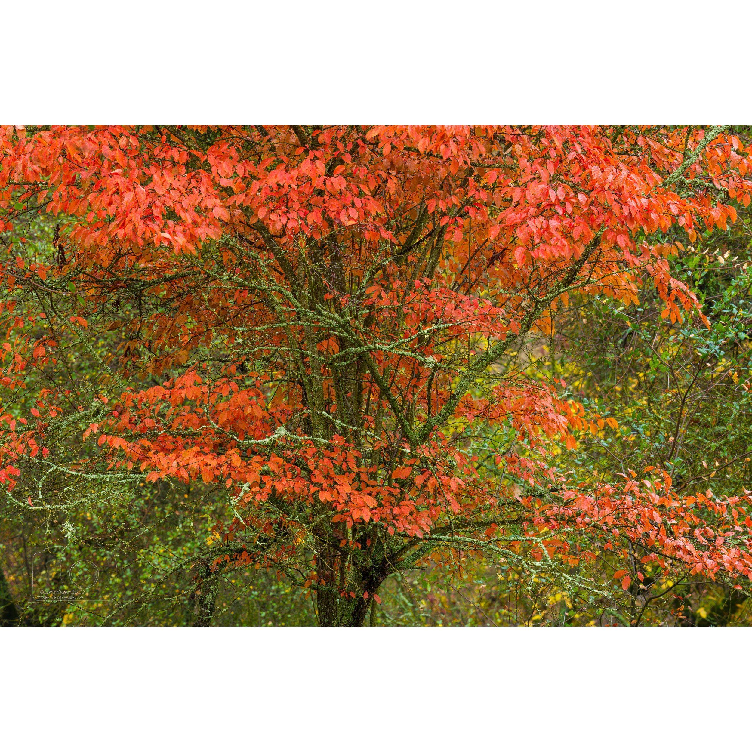 Tupelo, autumn #1
