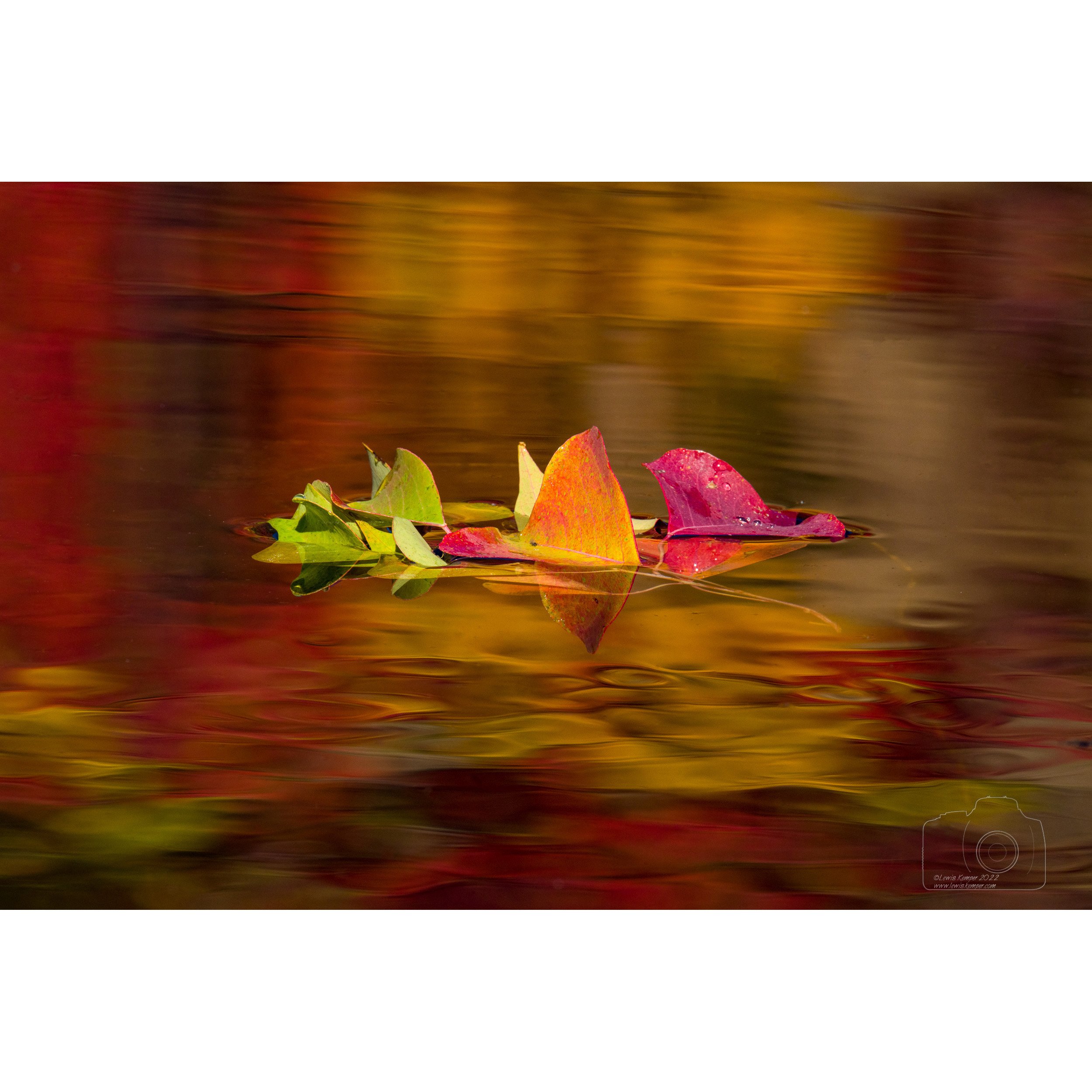 Floating leaves, autumn
