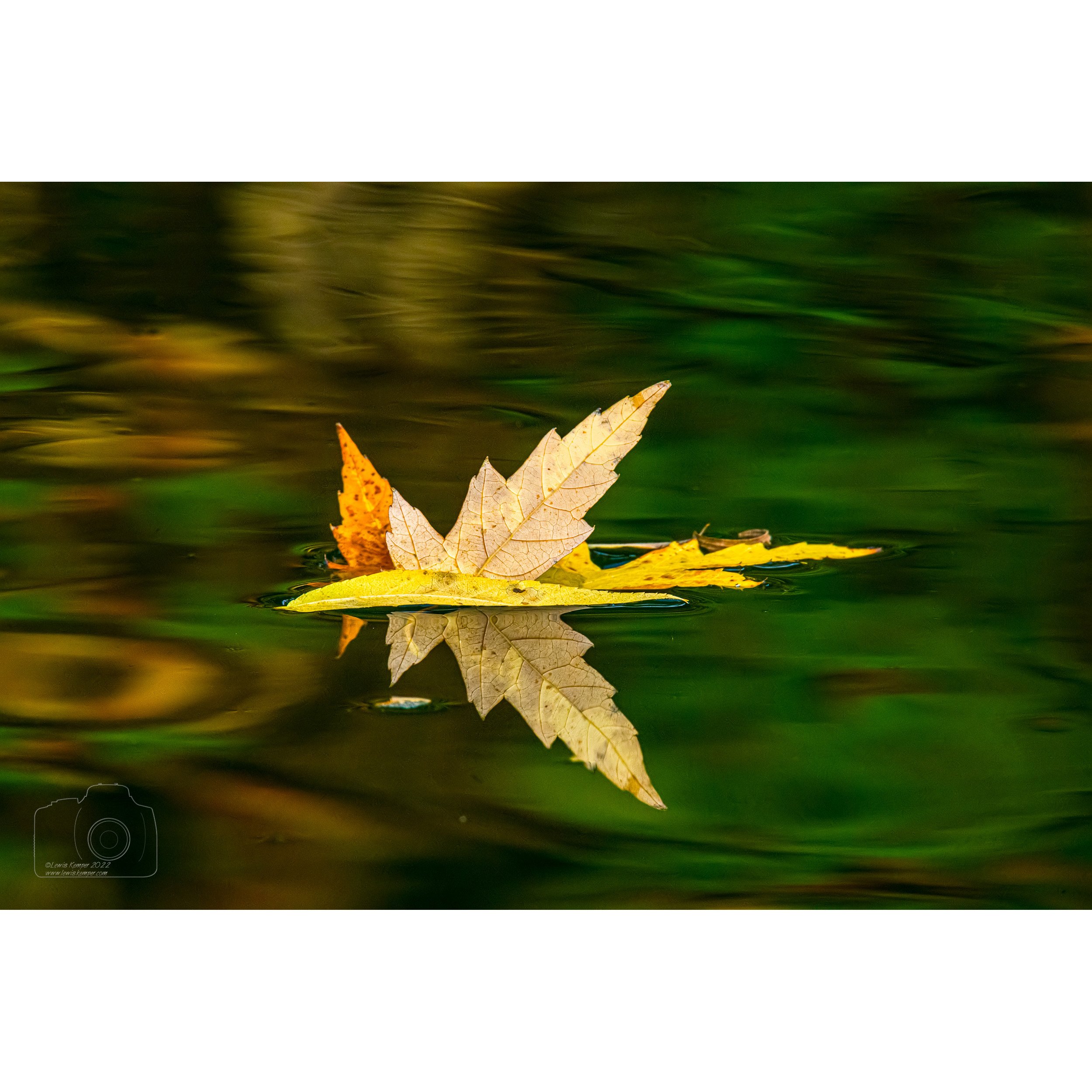 Maple Leaves, autumn