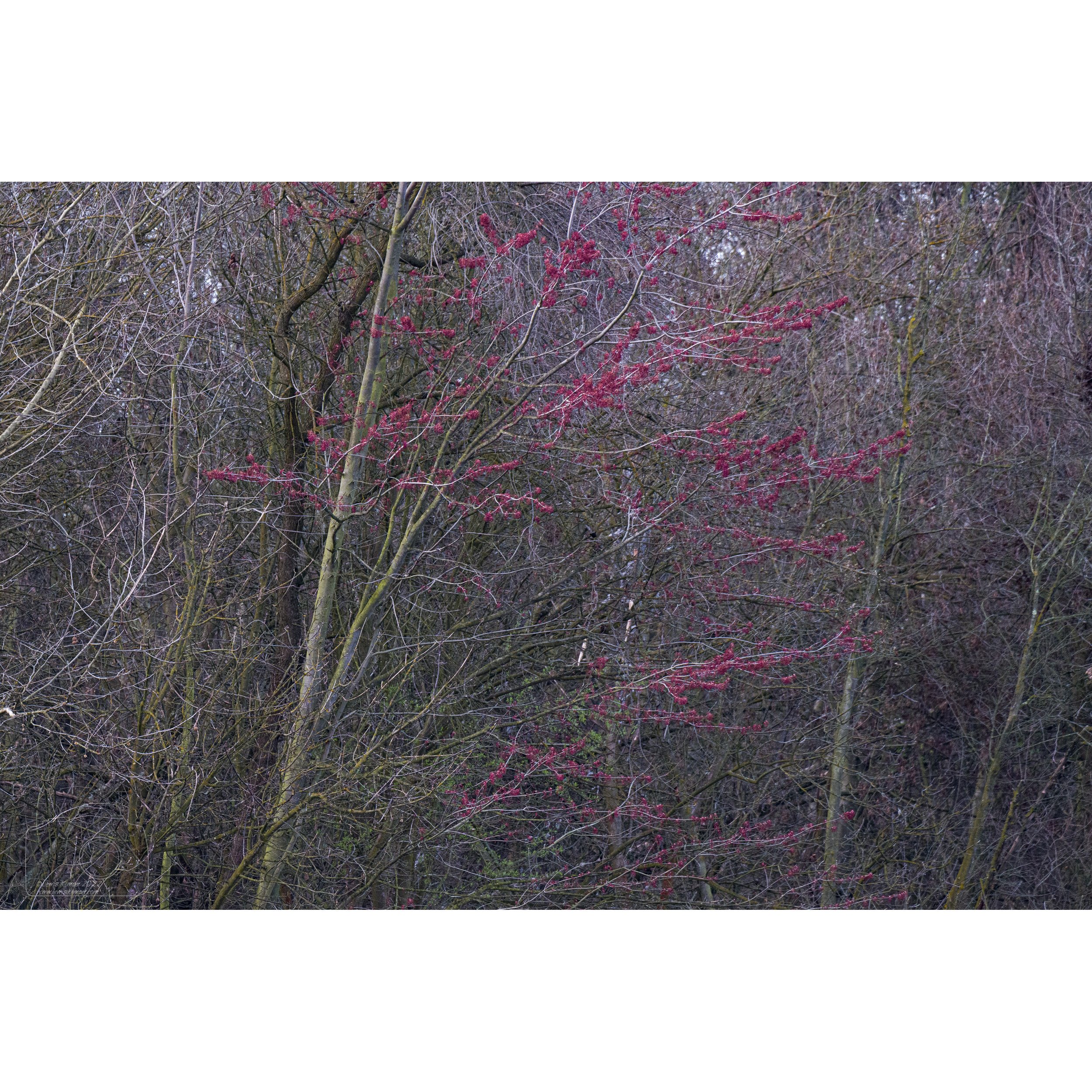 Red Maple Seeds