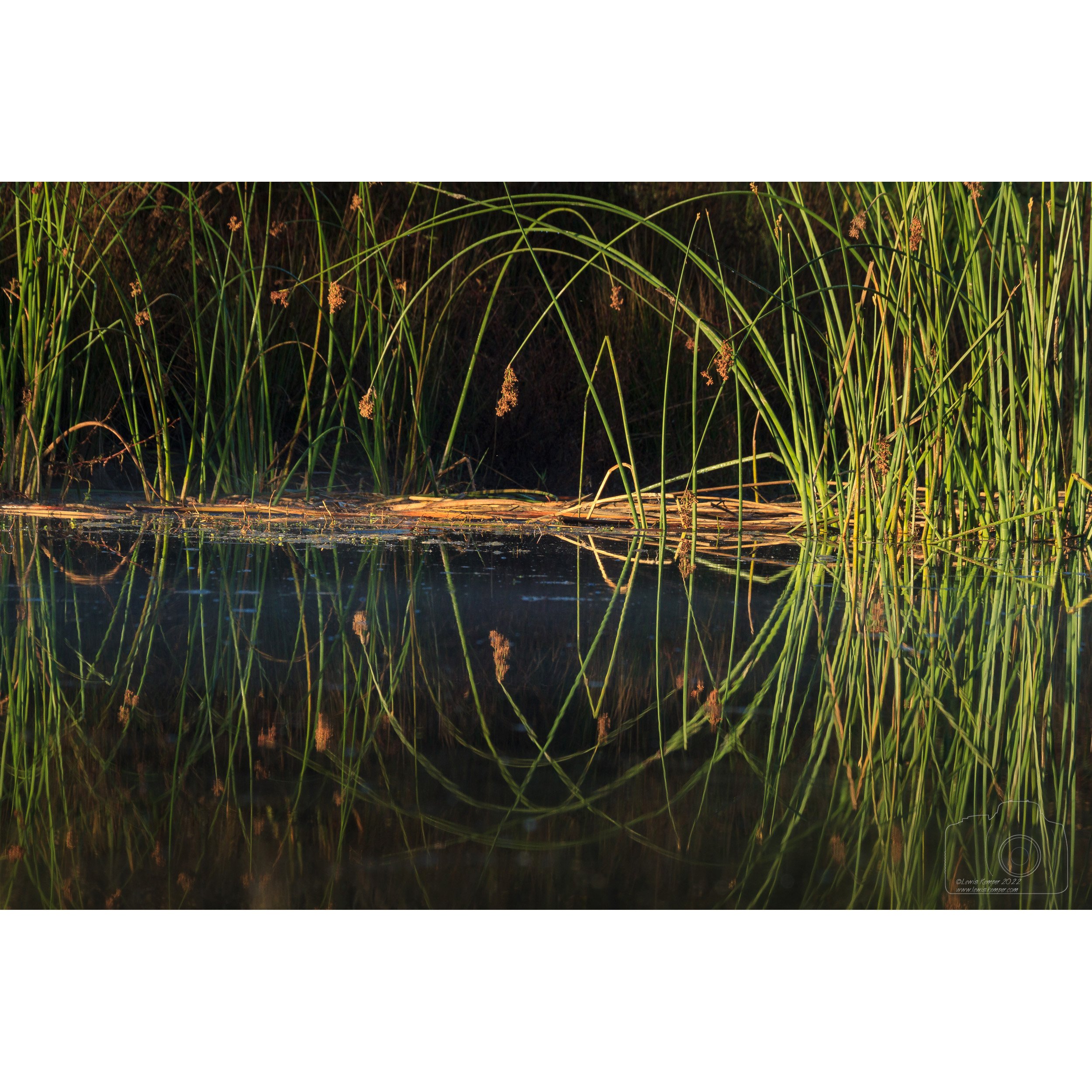 Tule and reflections
