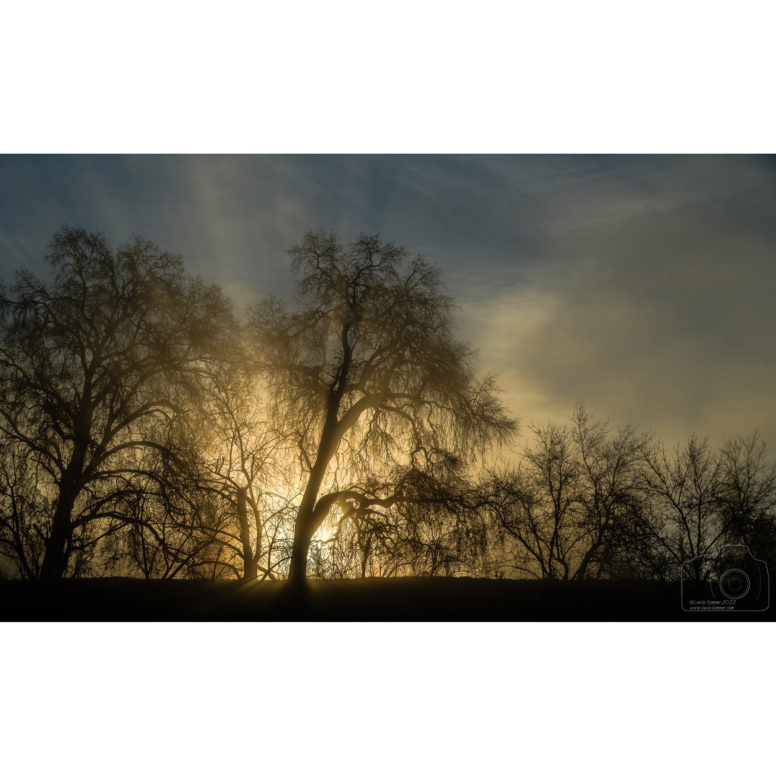 Backlit Oaks