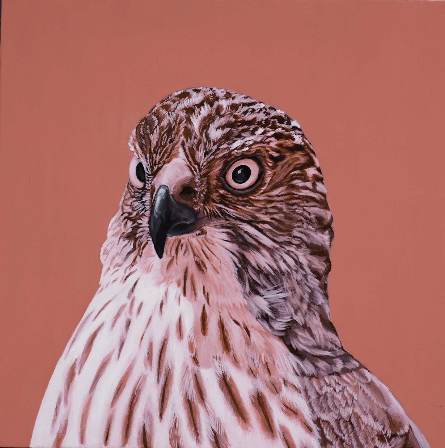 KLAUS coopers hawk painting - Julie Johnson.jpg