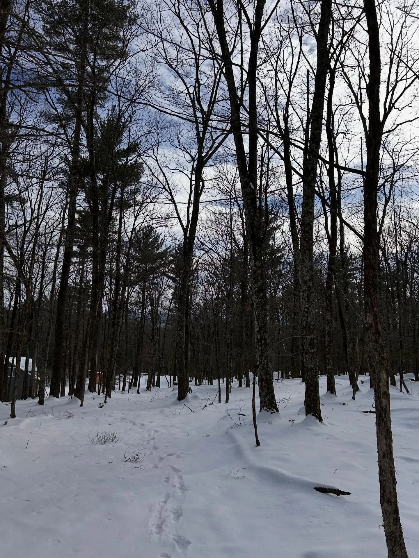 2026 = connection ✨🌲🐾