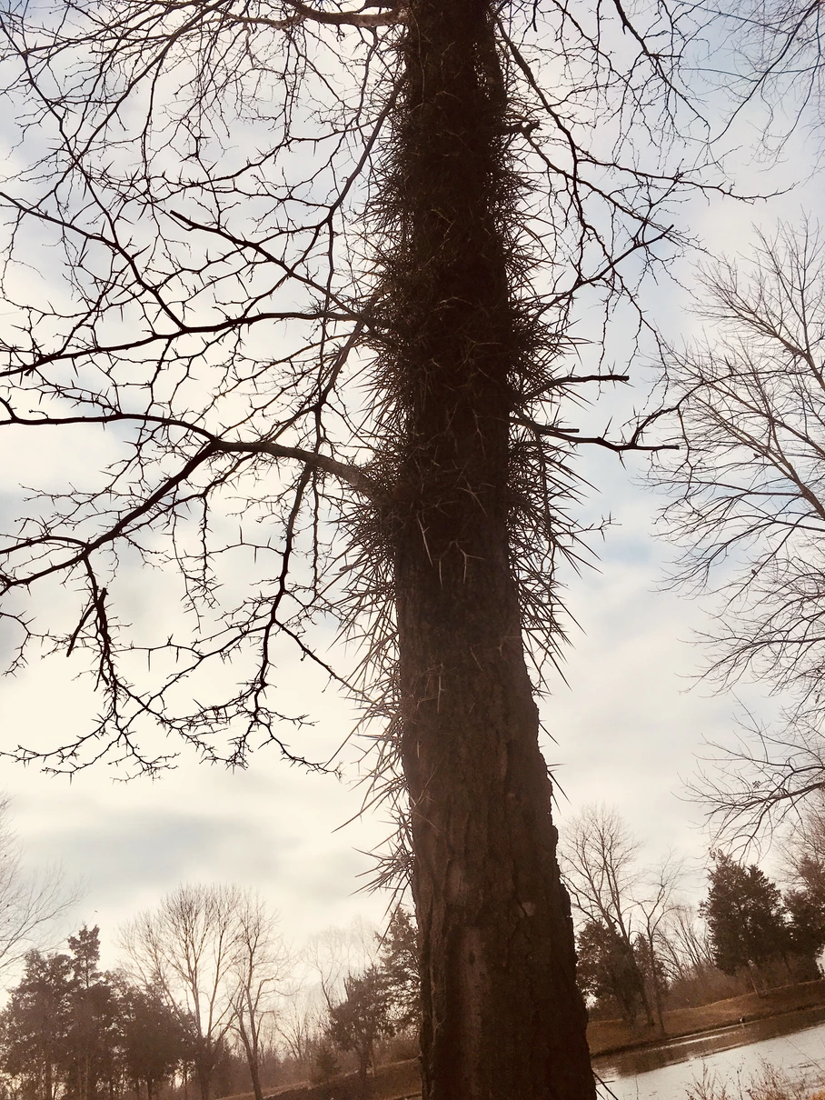 Brave the Thorns